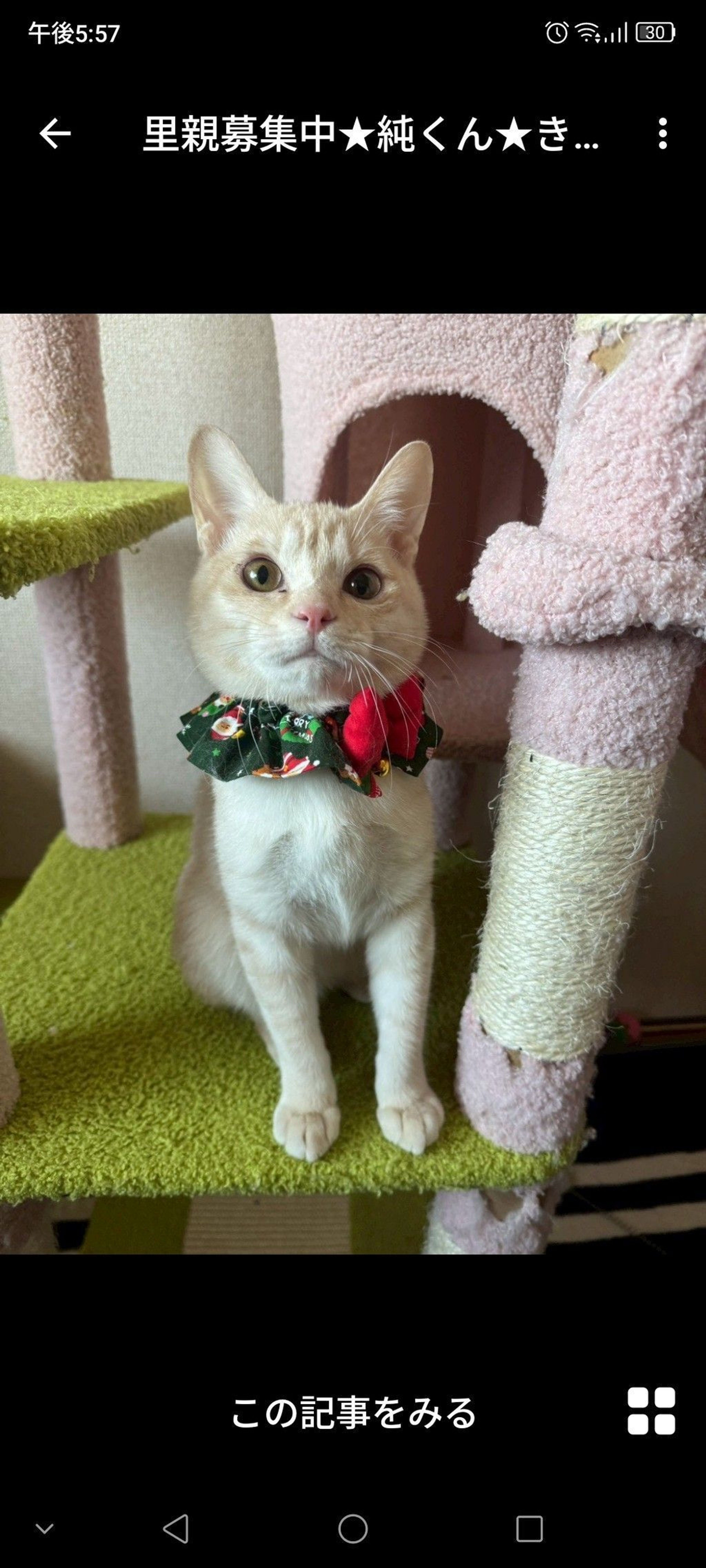 雑種（ミックス猫）・オスの里親募集の写真