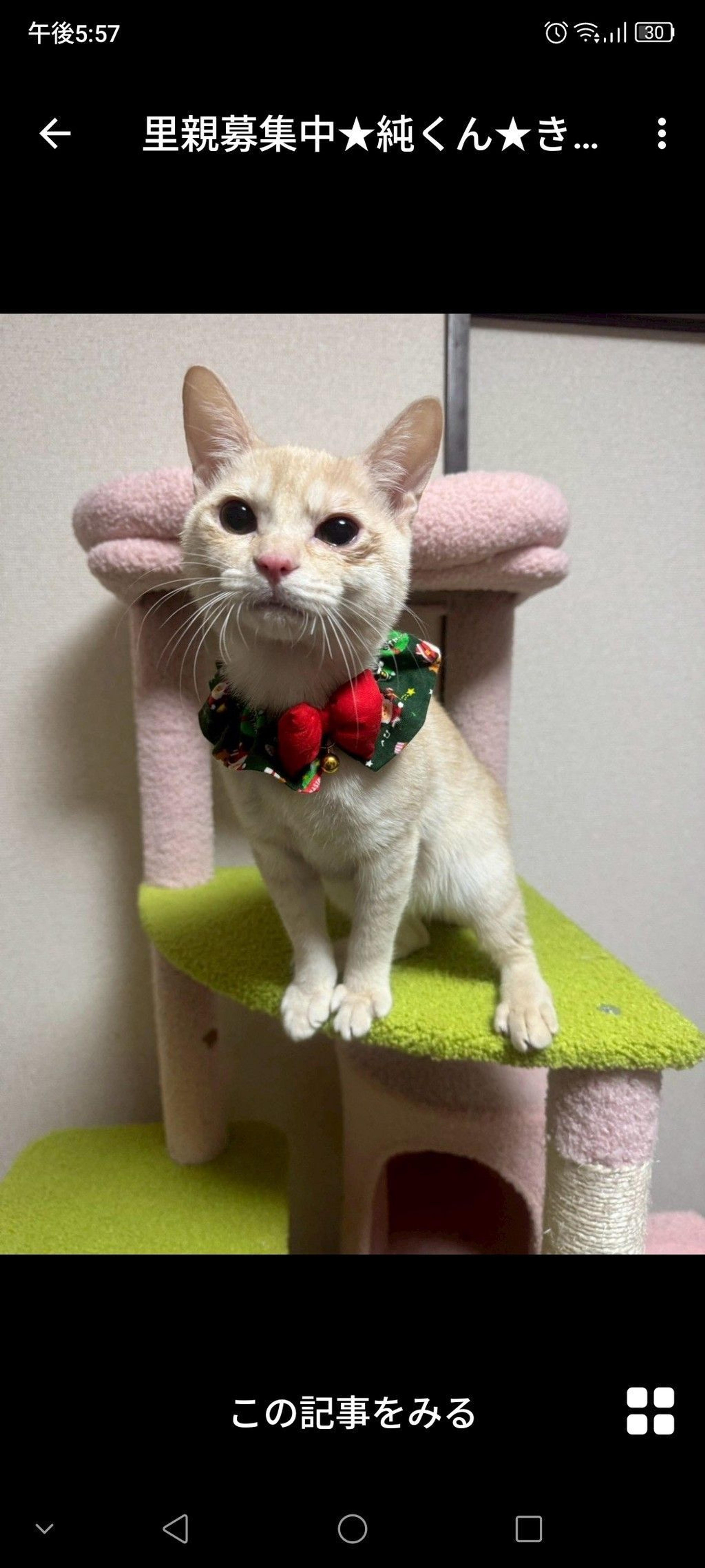 pet-image-2
