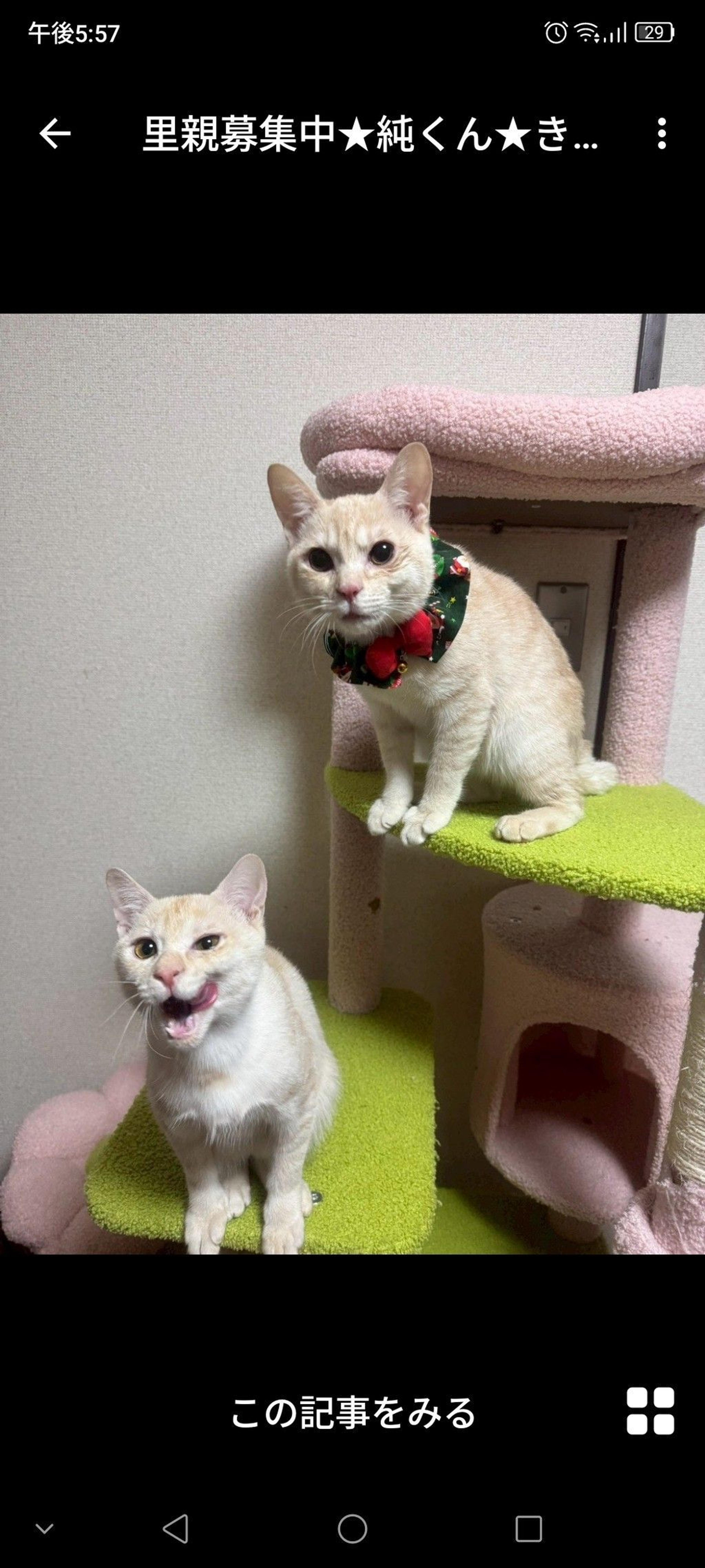 pet-image-3