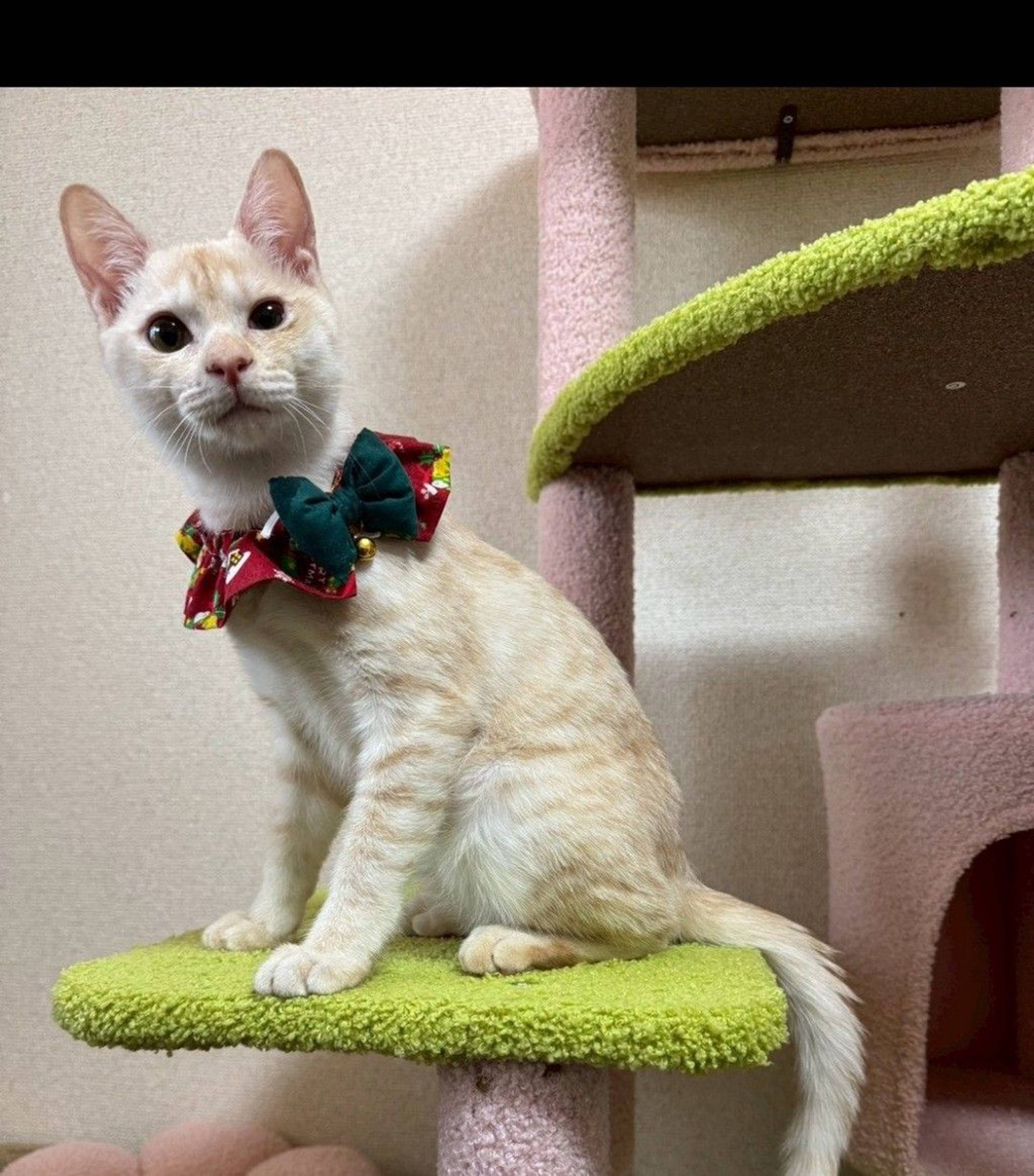 雑種（ミックス猫）・オスの里親募集の写真