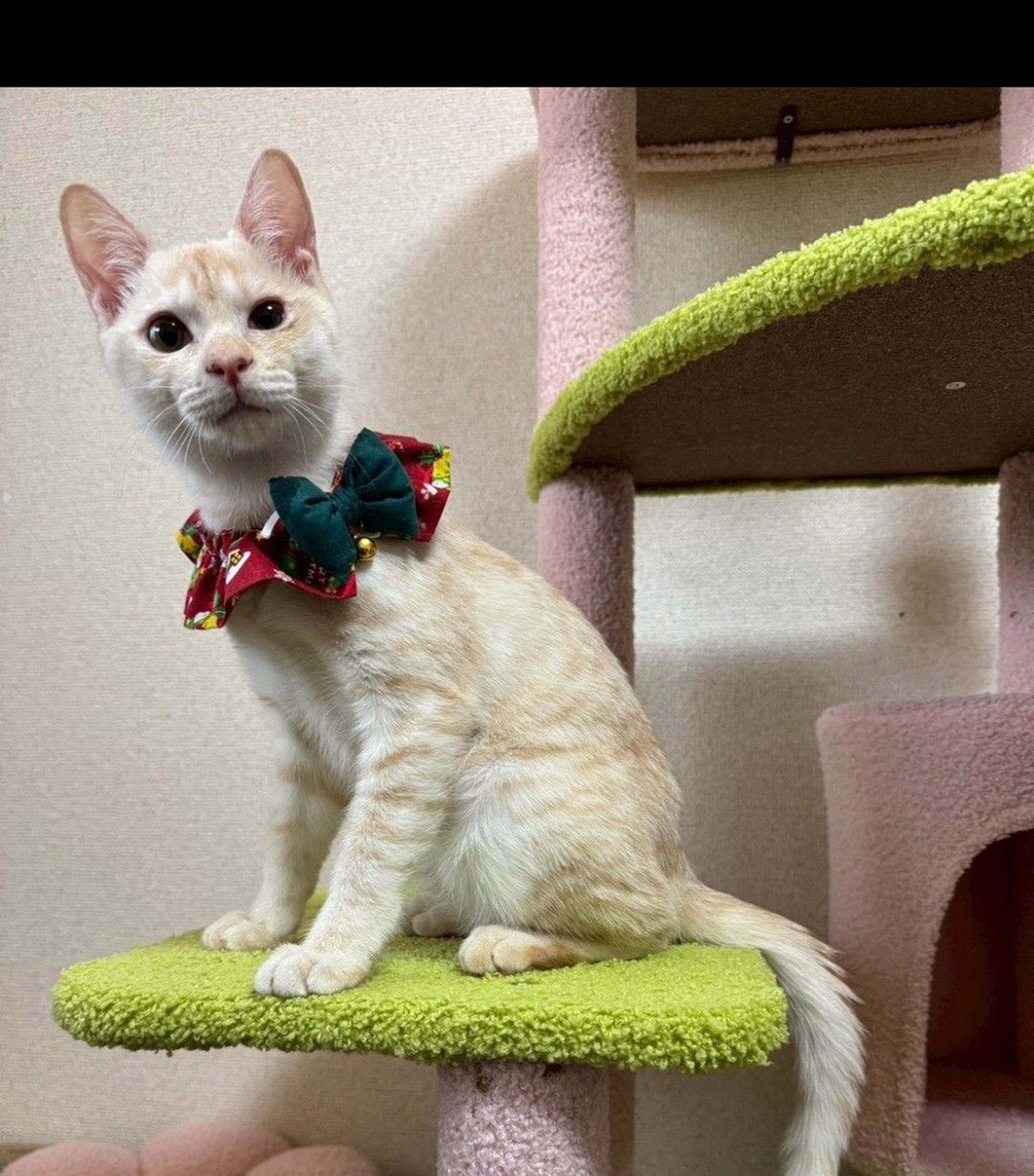 雑種（ミックス猫）・オスの里親募集の写真