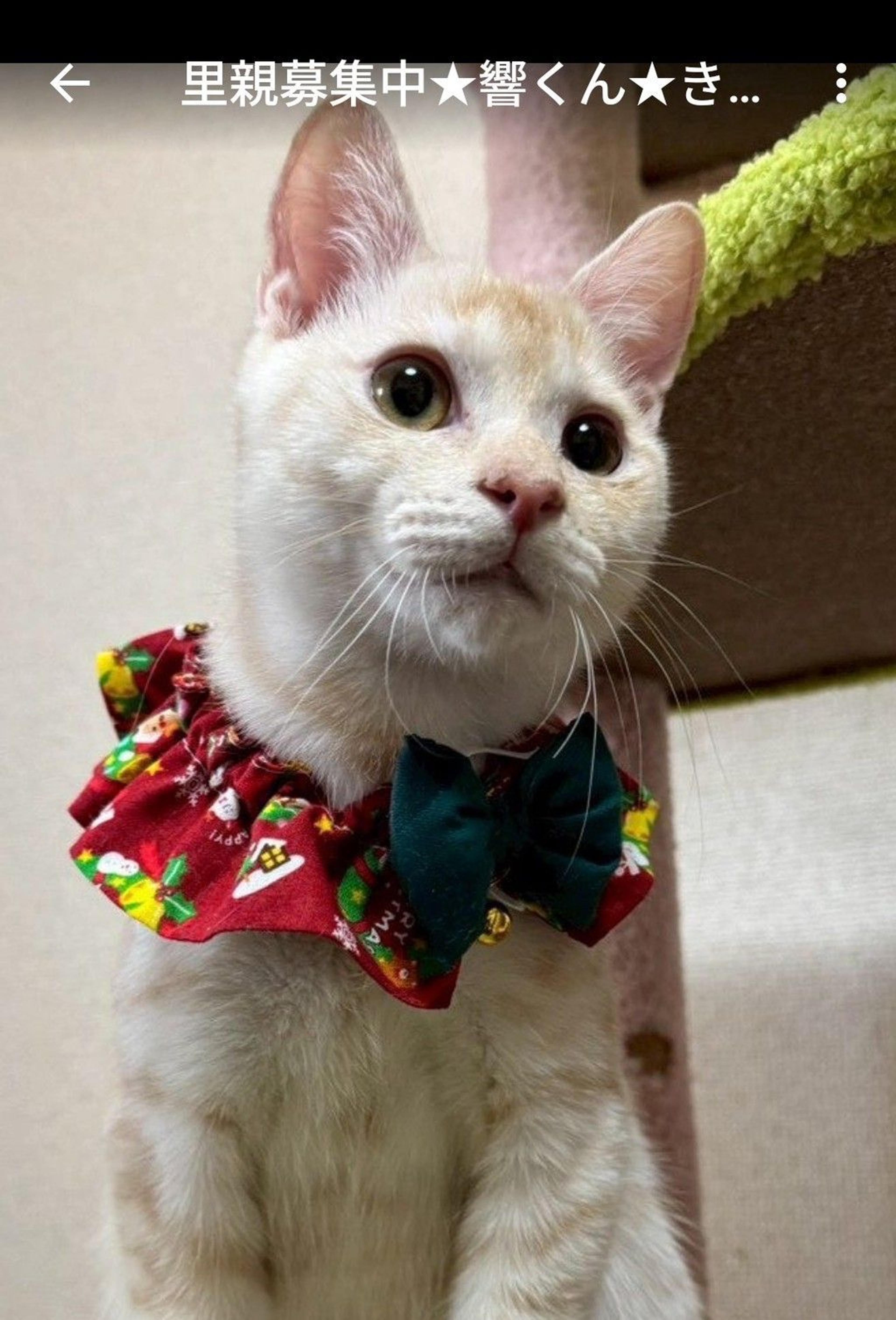 pet-image-2