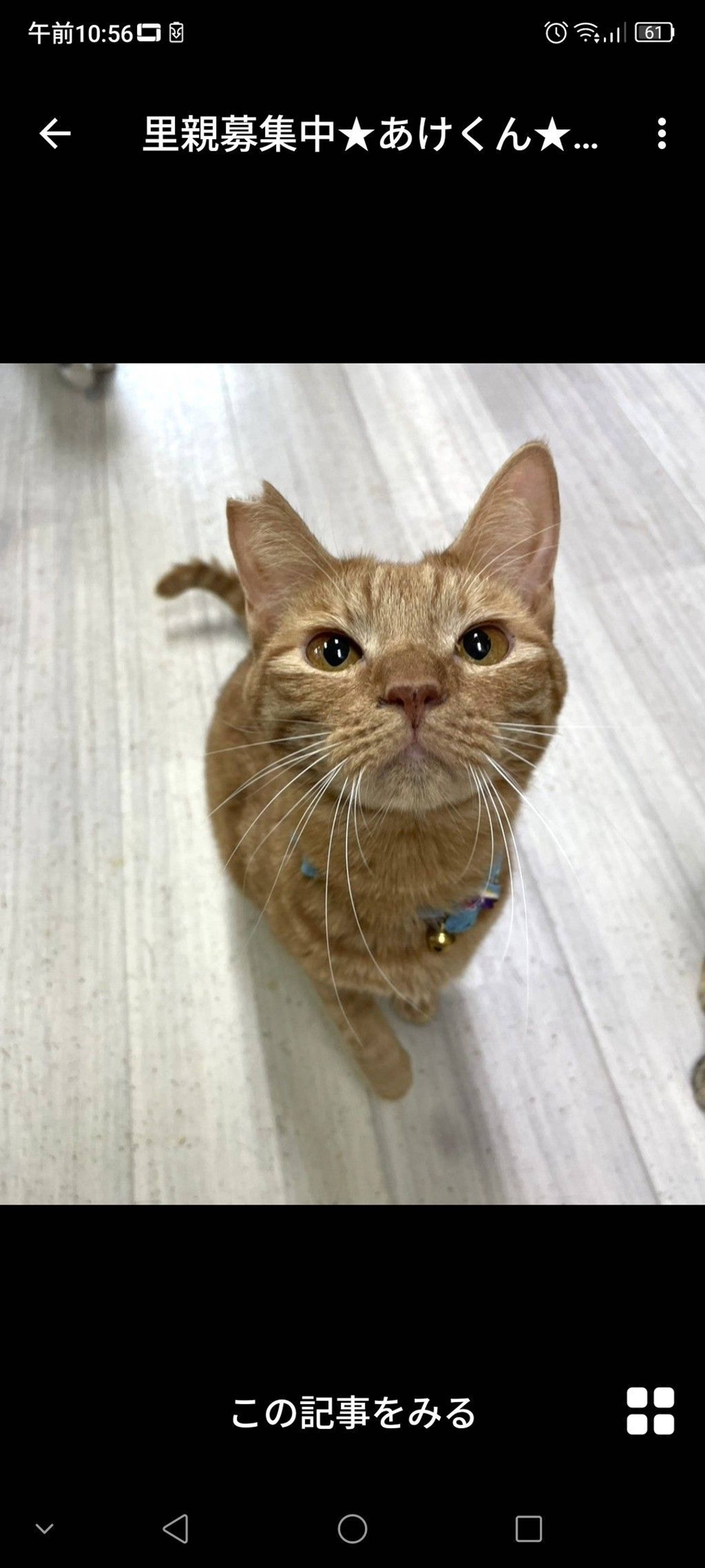 雑種（ミックス猫）・オスの里親募集の写真