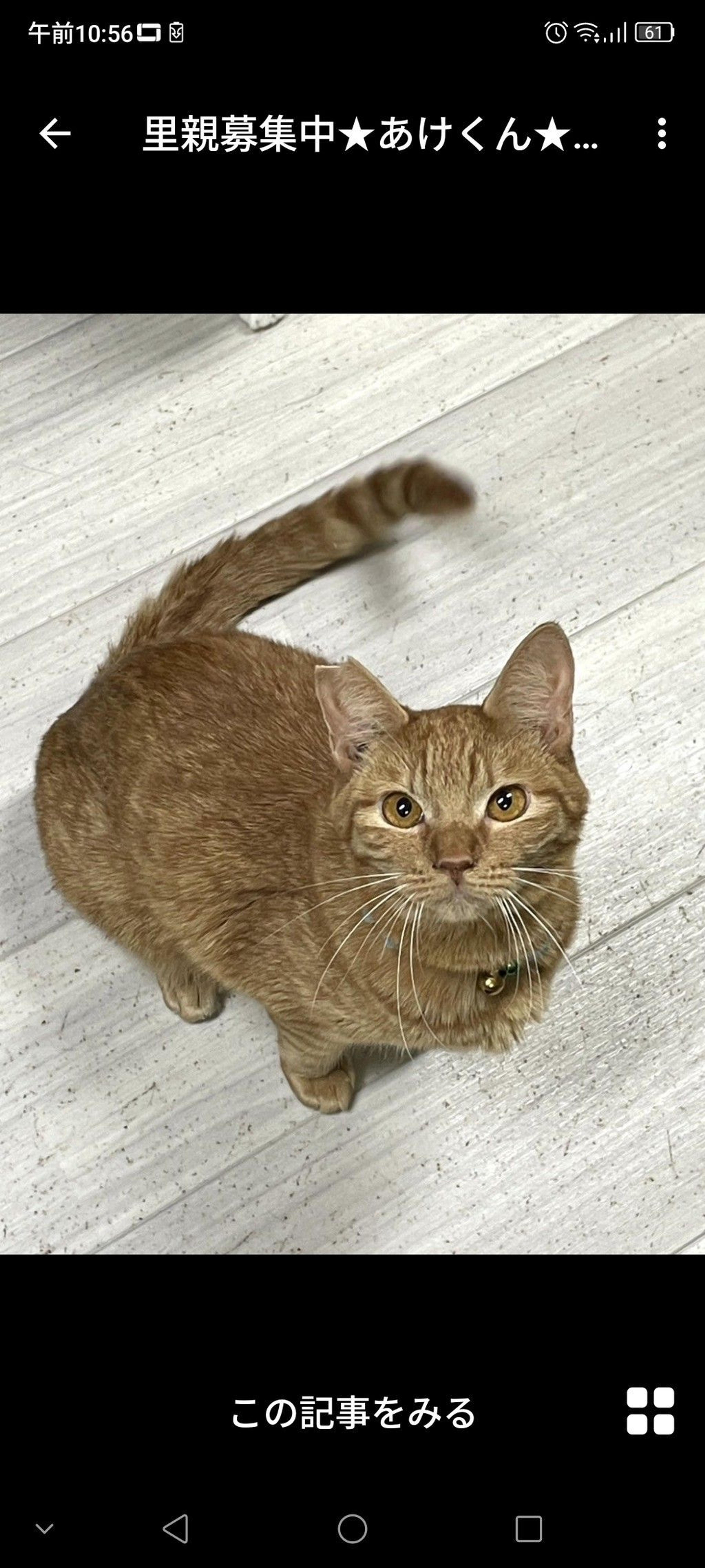 pet-image-2