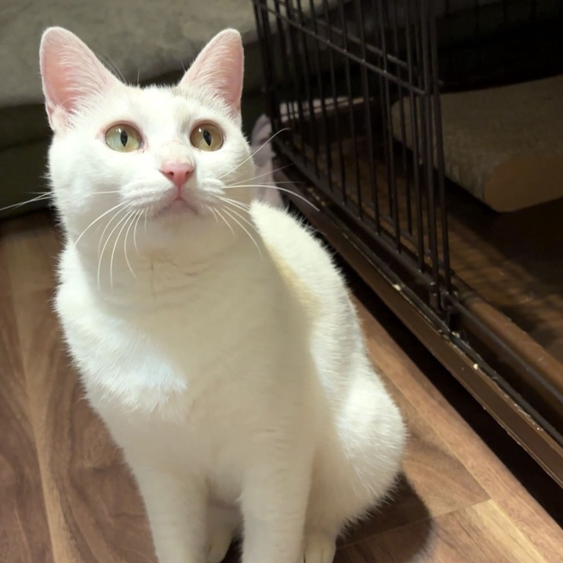 雑種（ミックス猫）・メスの里親募集の写真