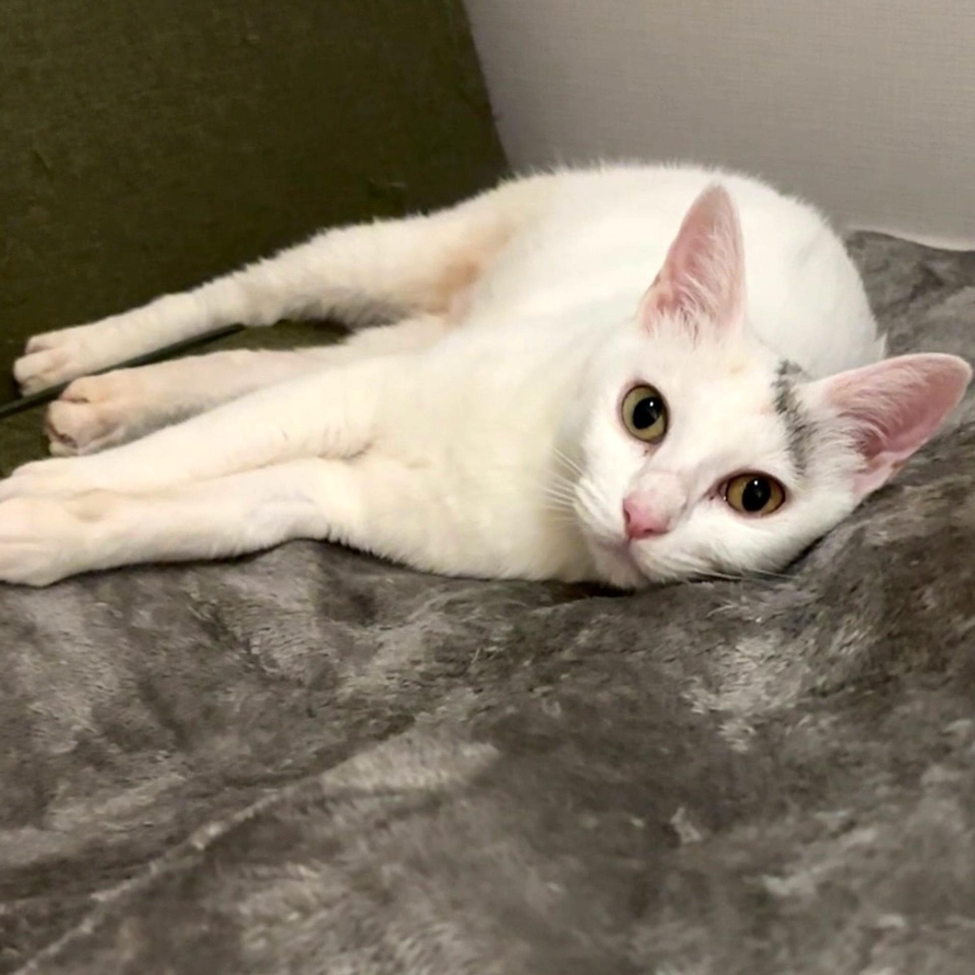 pet-image-3