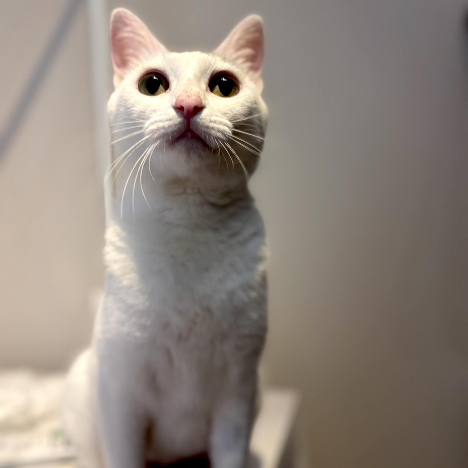 pet-image-8