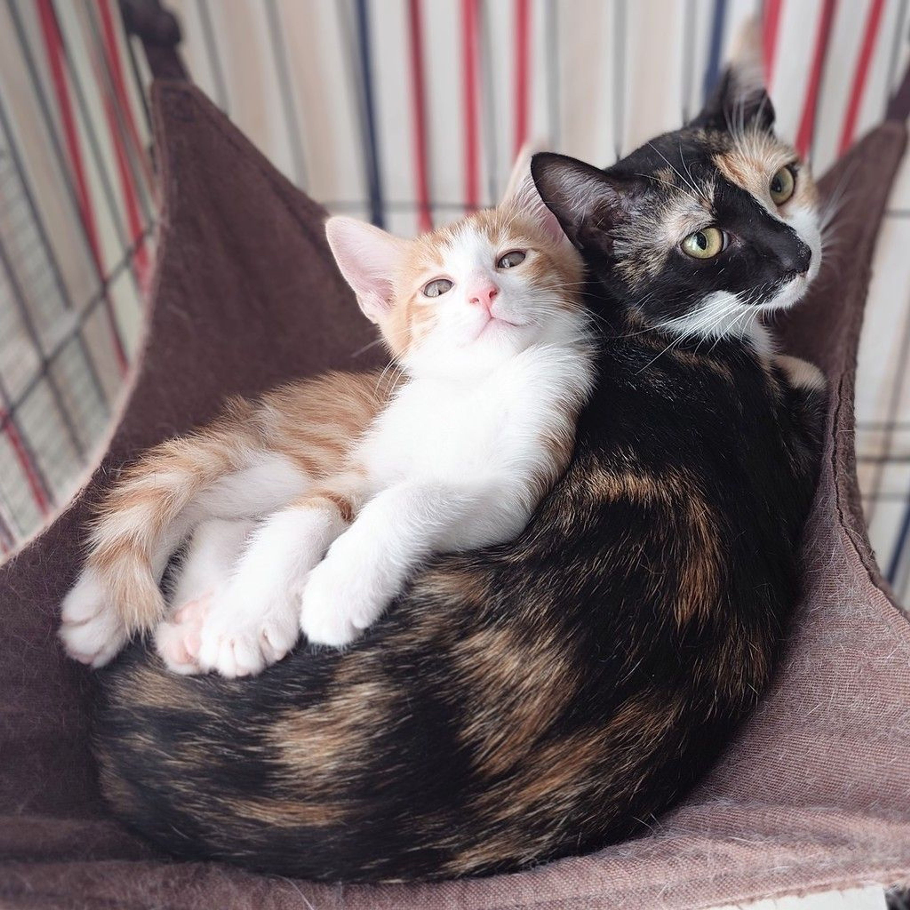 雑種（ミックス猫）・メスの里親募集の写真