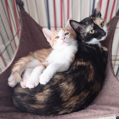 雑種（ミックス猫）・メスの里親募集の写真