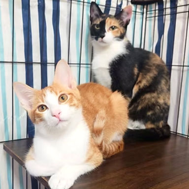 雑種（ミックス猫）・メスの里親募集の写真