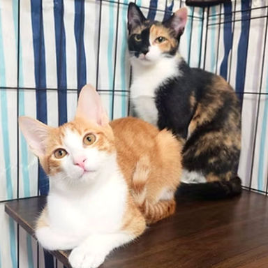 雑種（ミックス猫）・メスの里親募集の写真