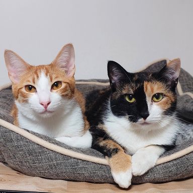 雑種（ミックス猫）・メスの里親募集の写真