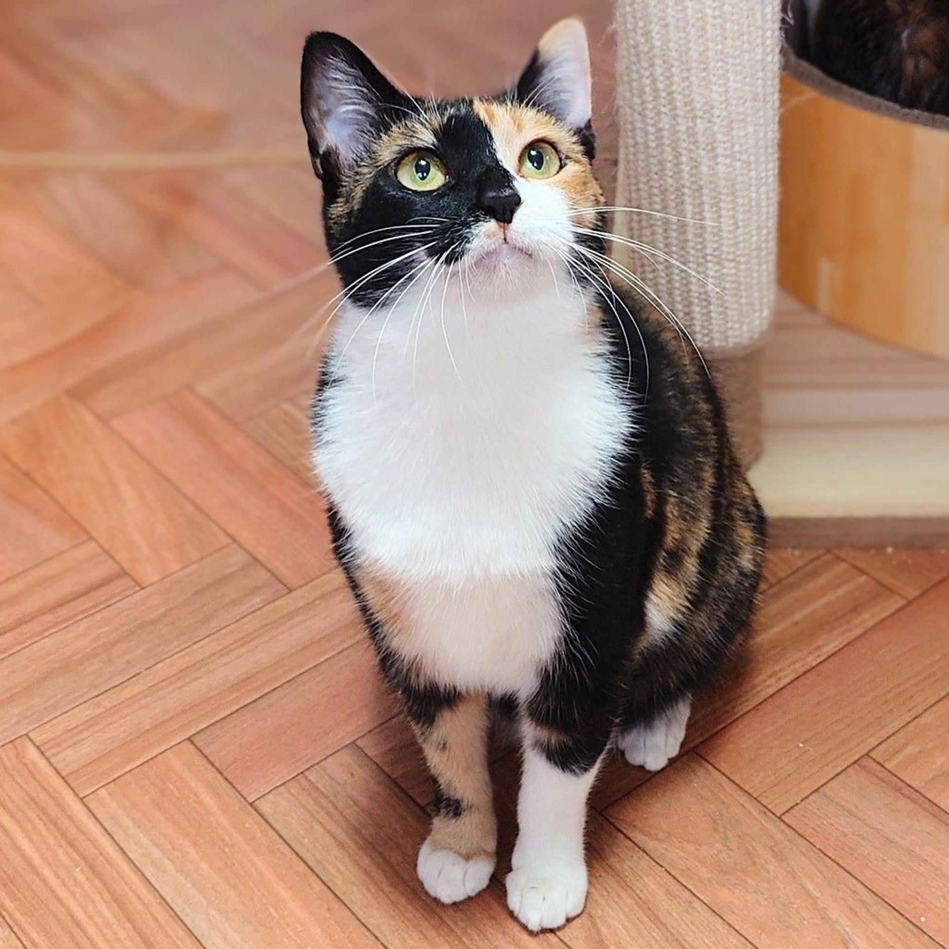 pet-image-6