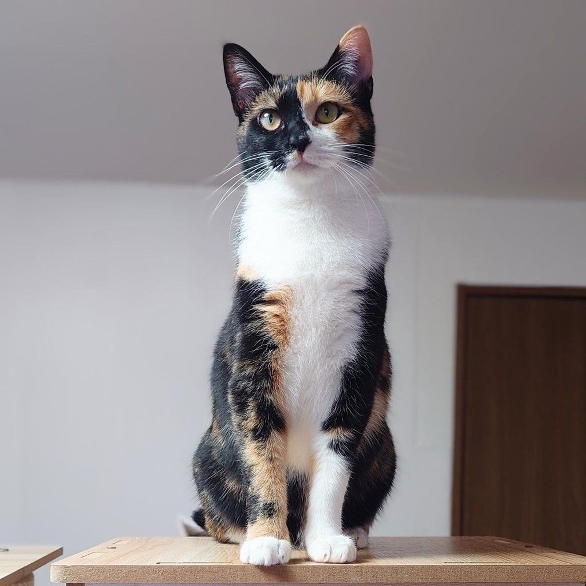 pet-image-9