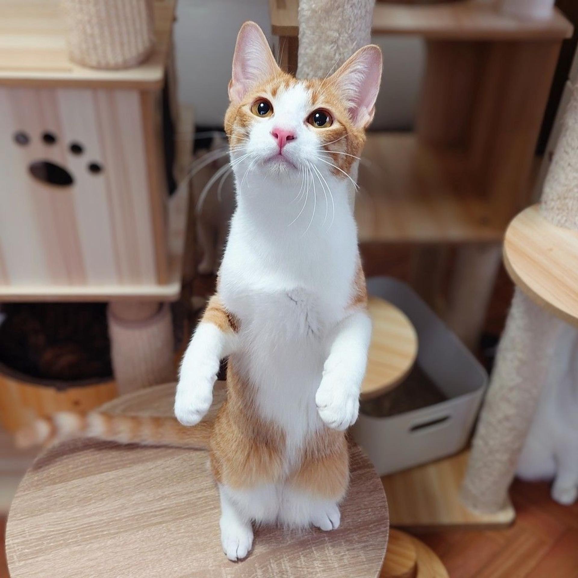 pet-image-8