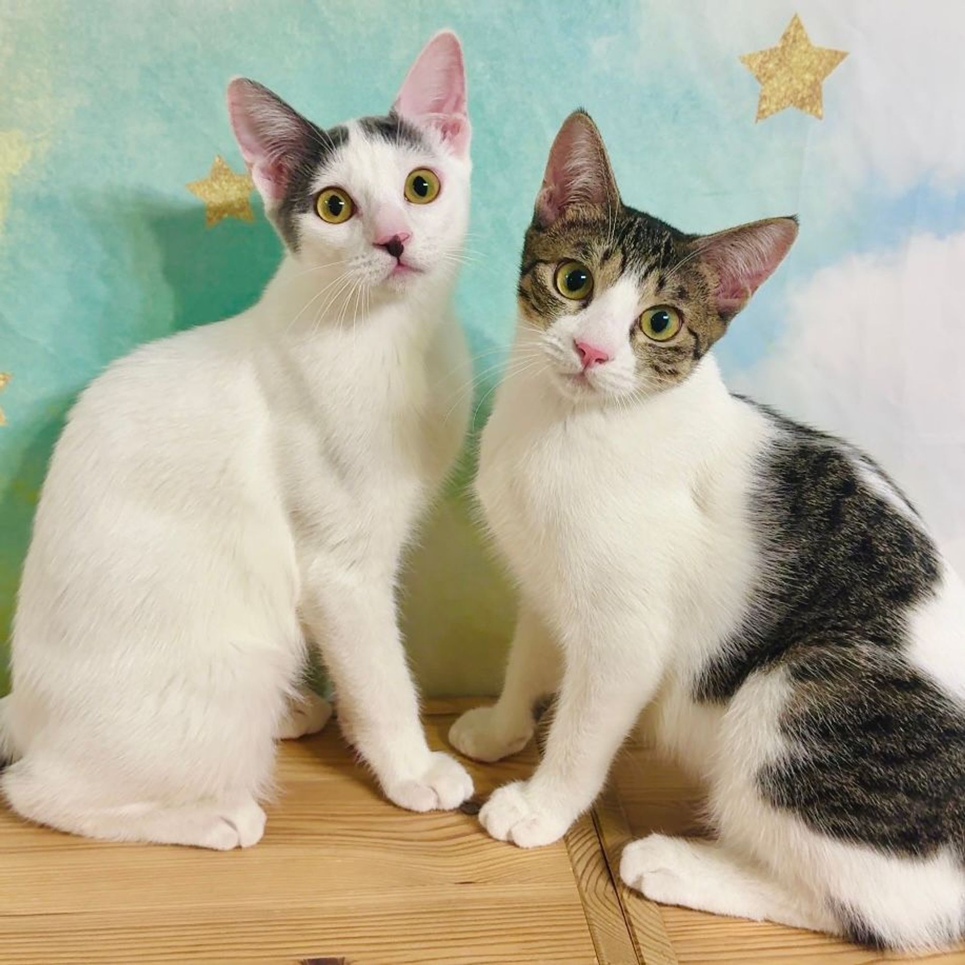 雑種（ミックス猫）・メスの里親募集の写真
