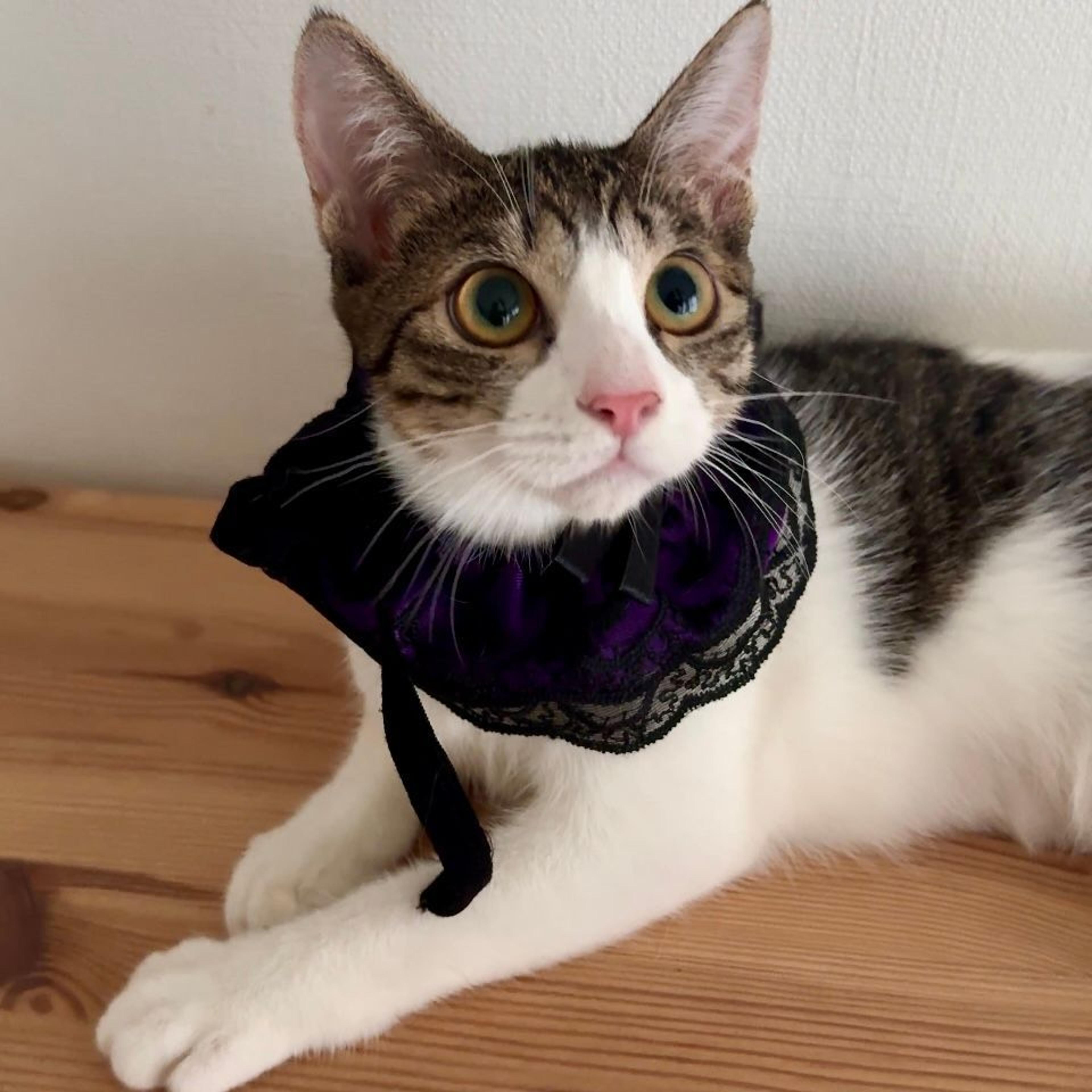 pet-image-2