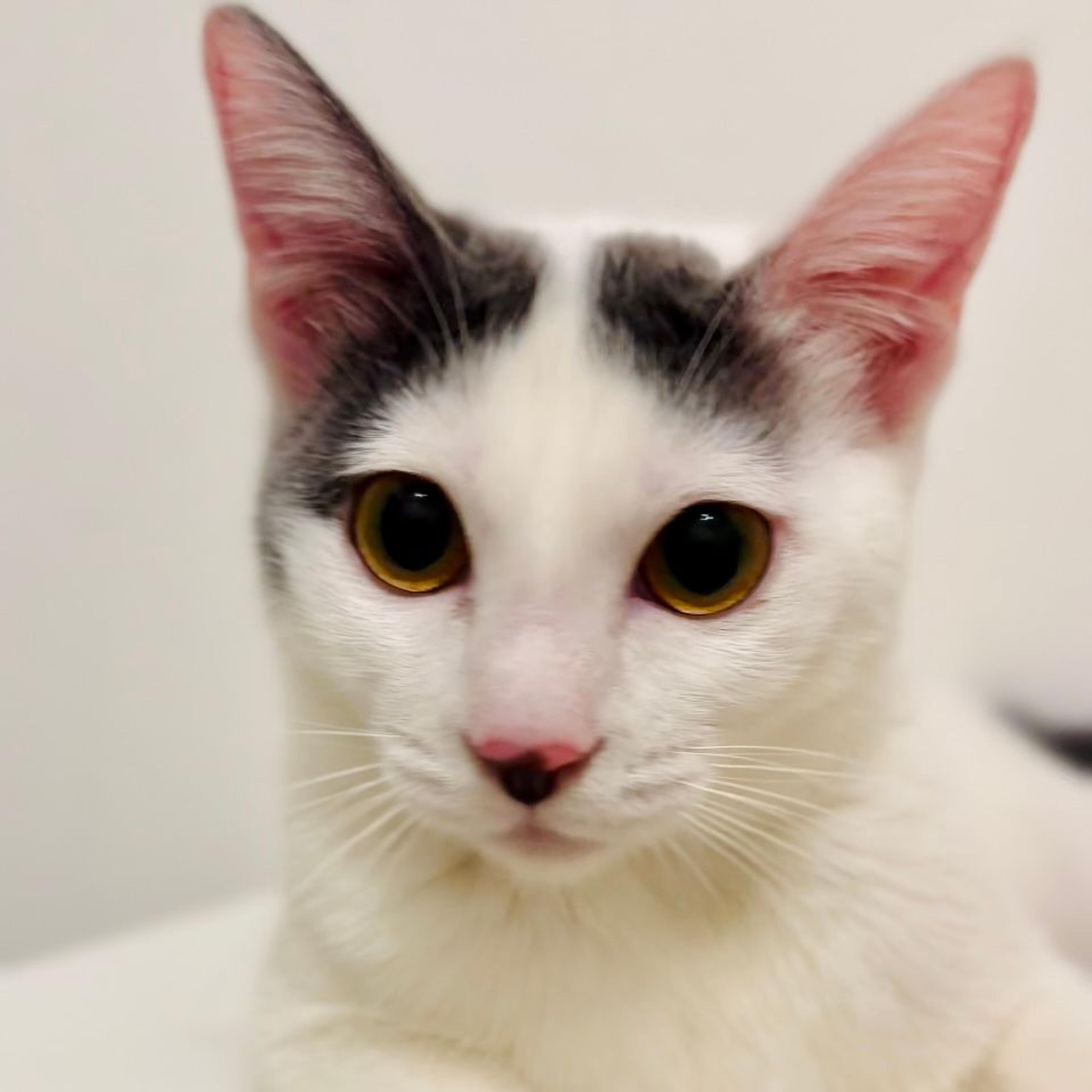 pet-image-3