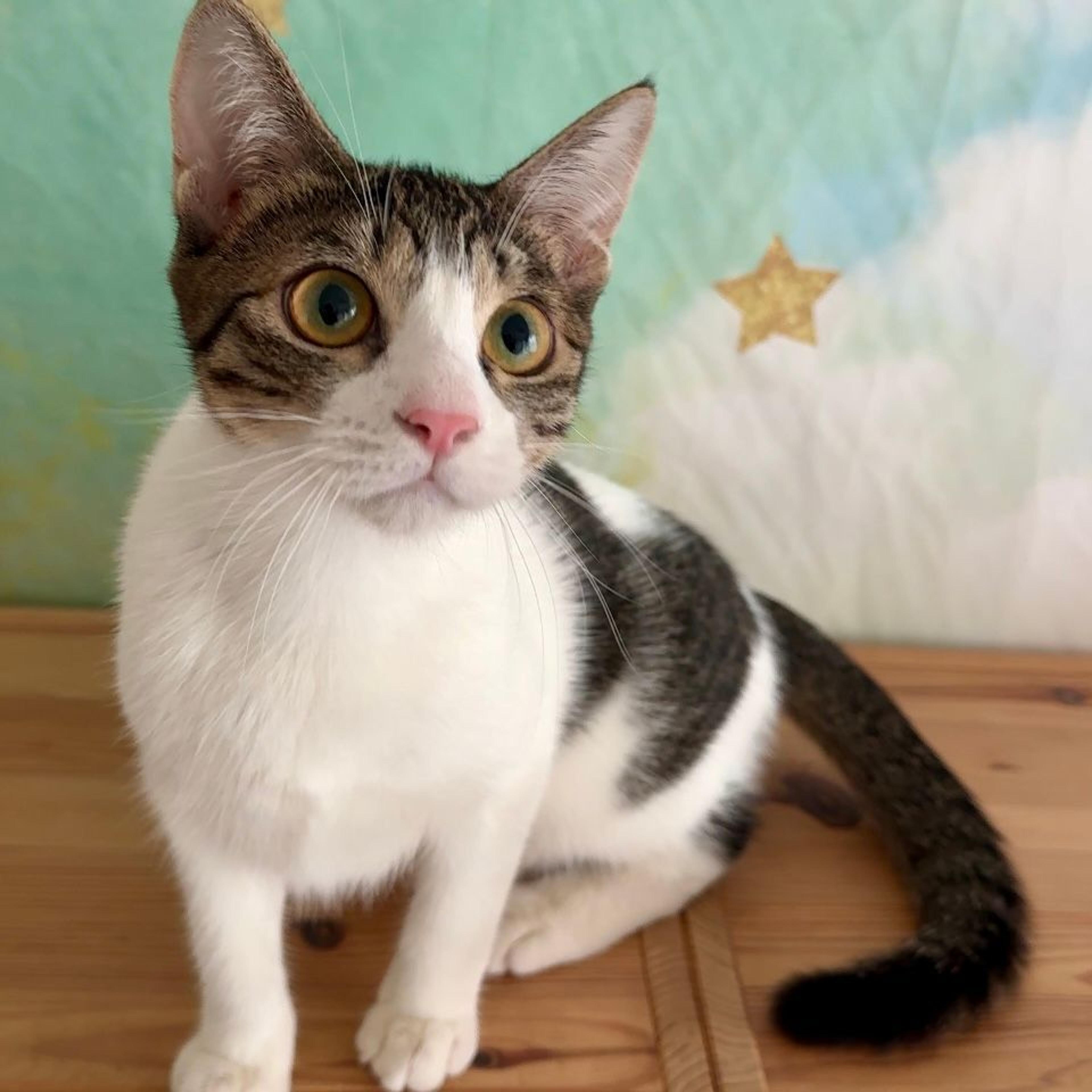pet-image-4