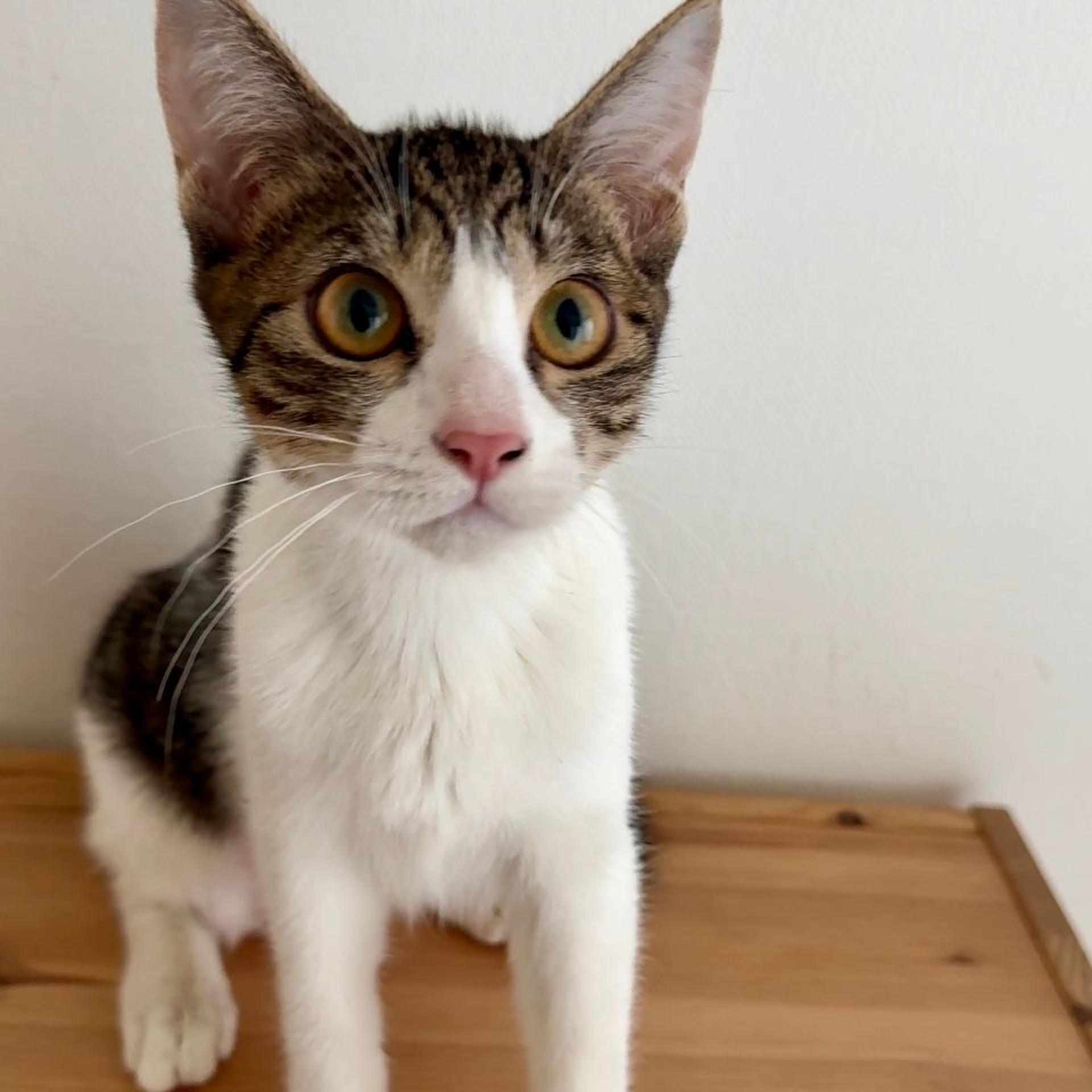 pet-image-6