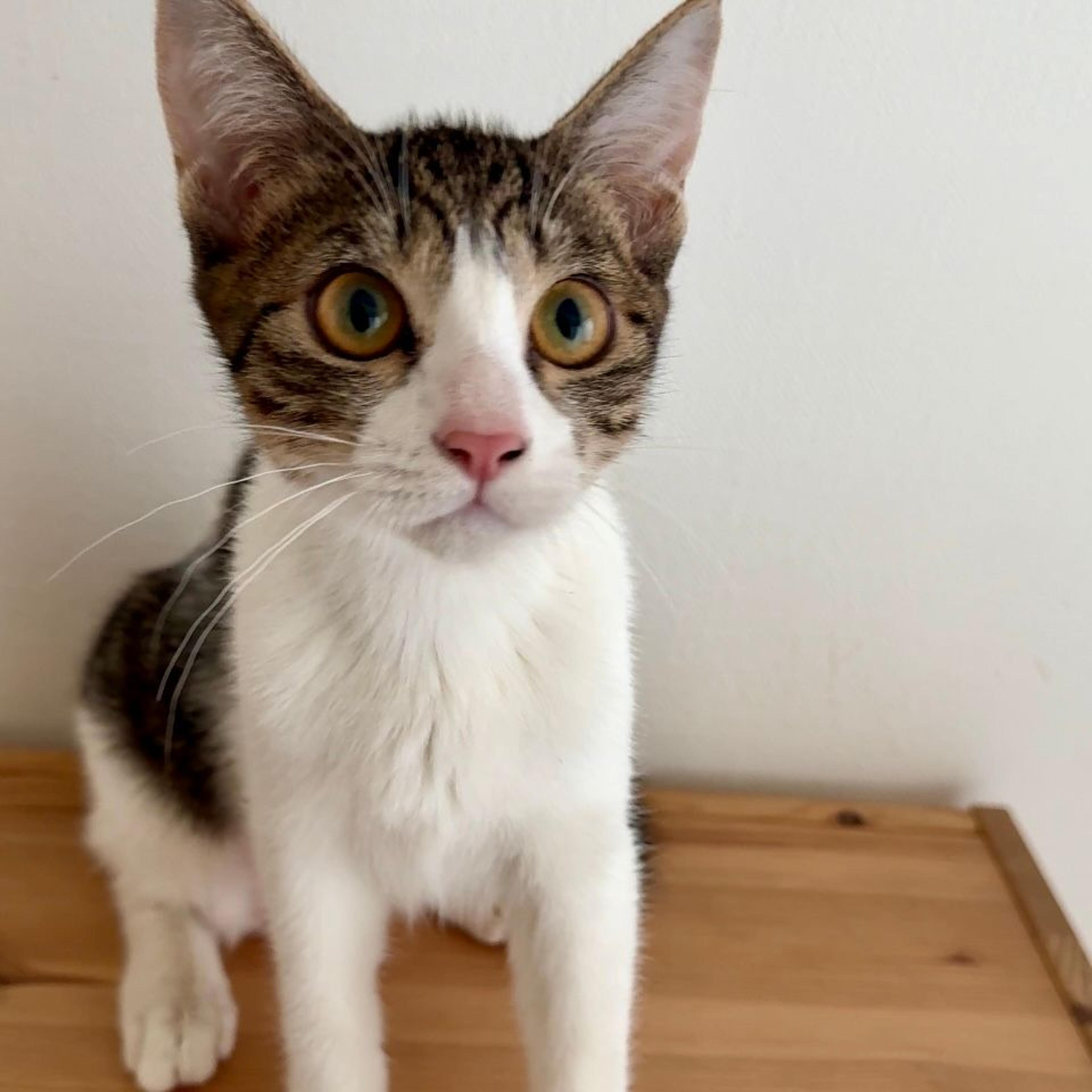 pet-image-6