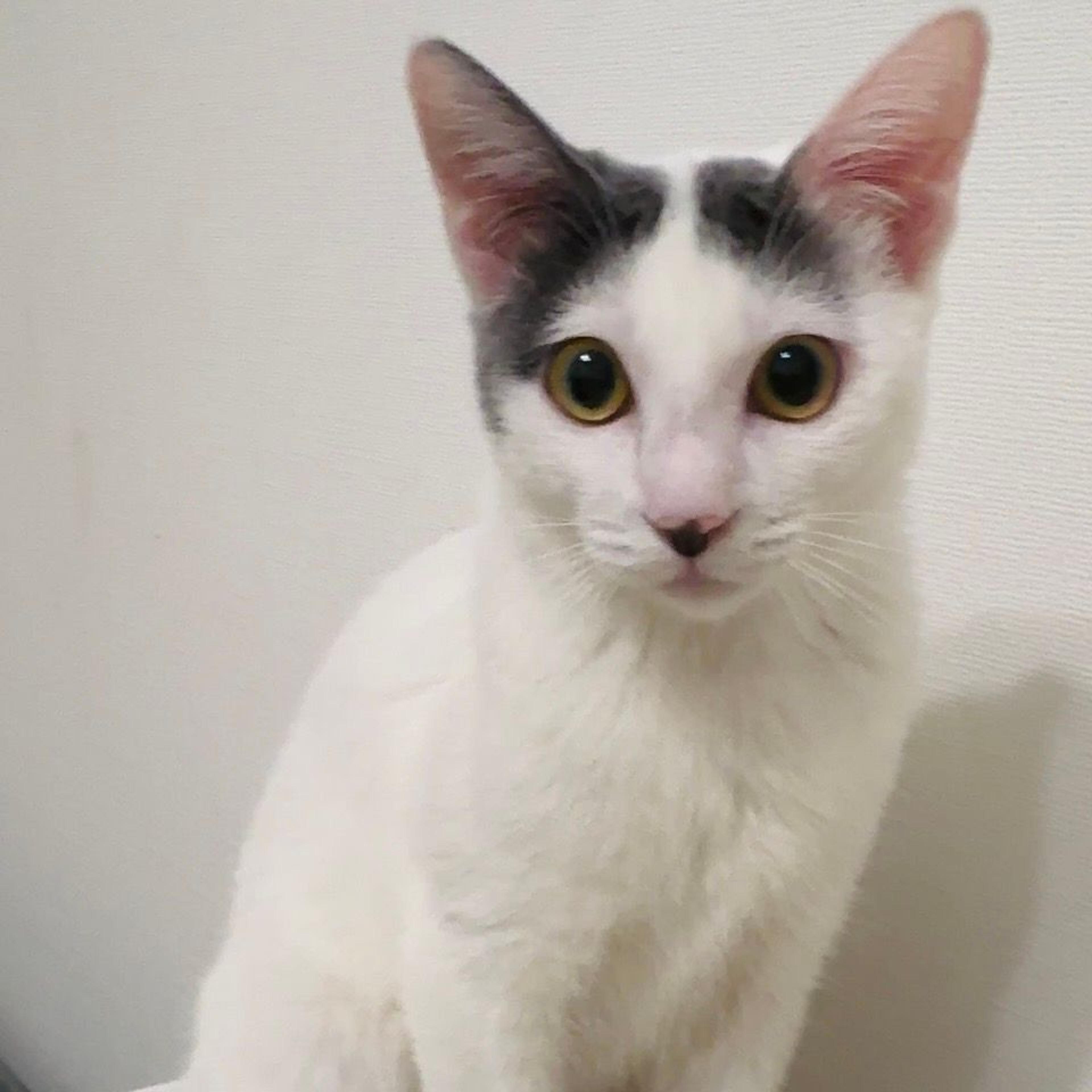 pet-image-8
