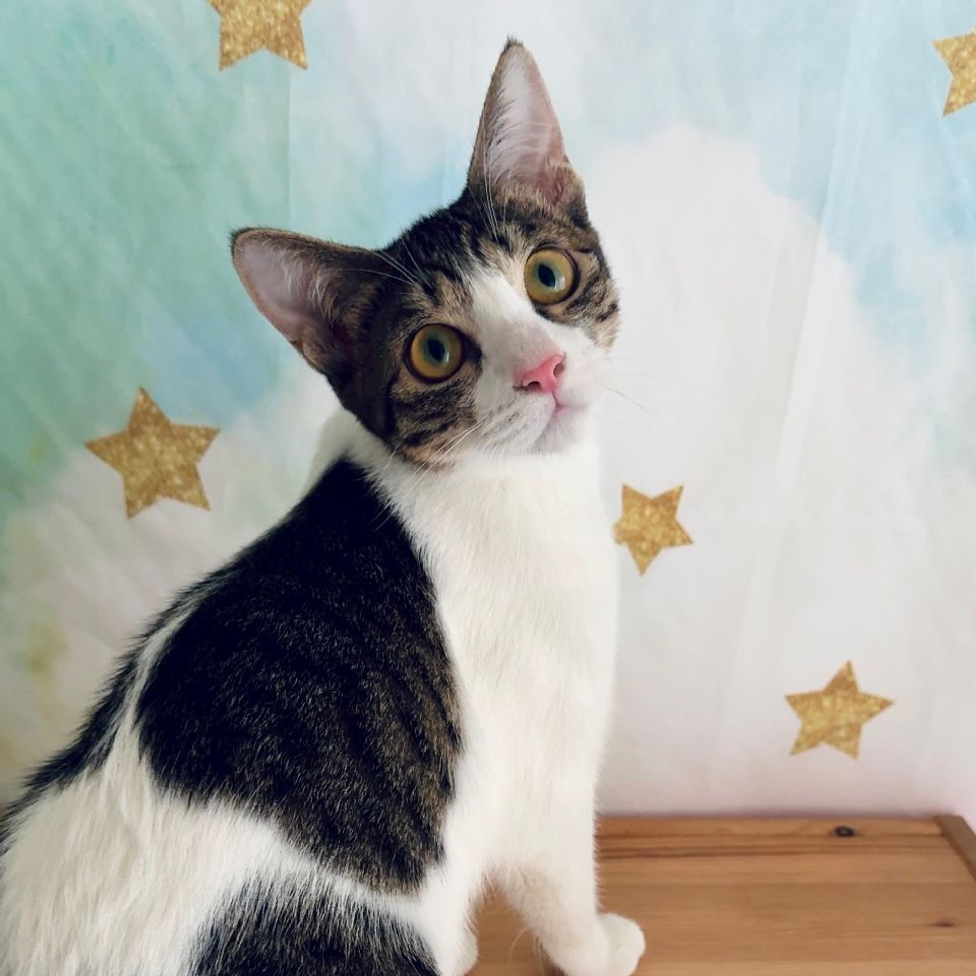 pet-image-9