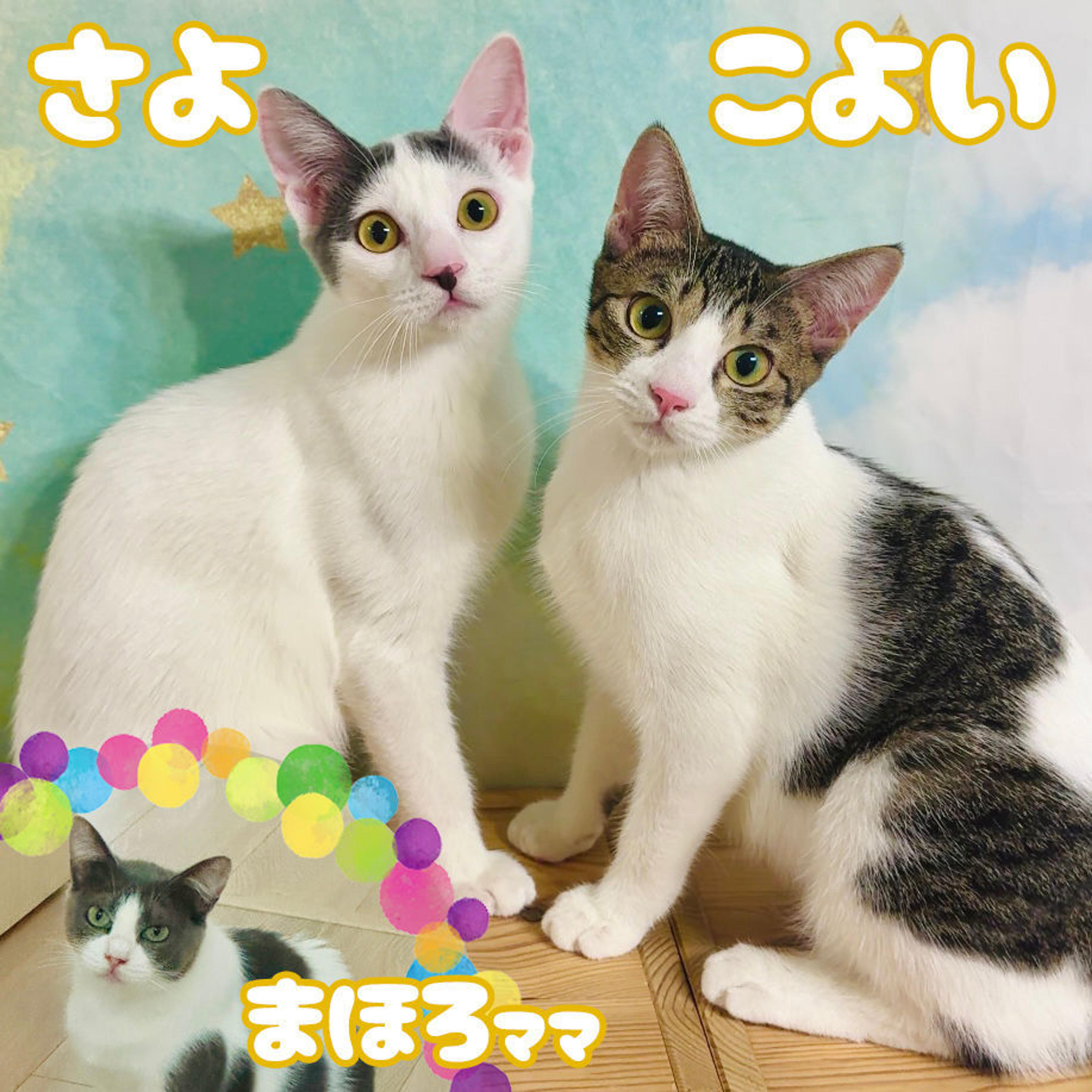 pet-image-10