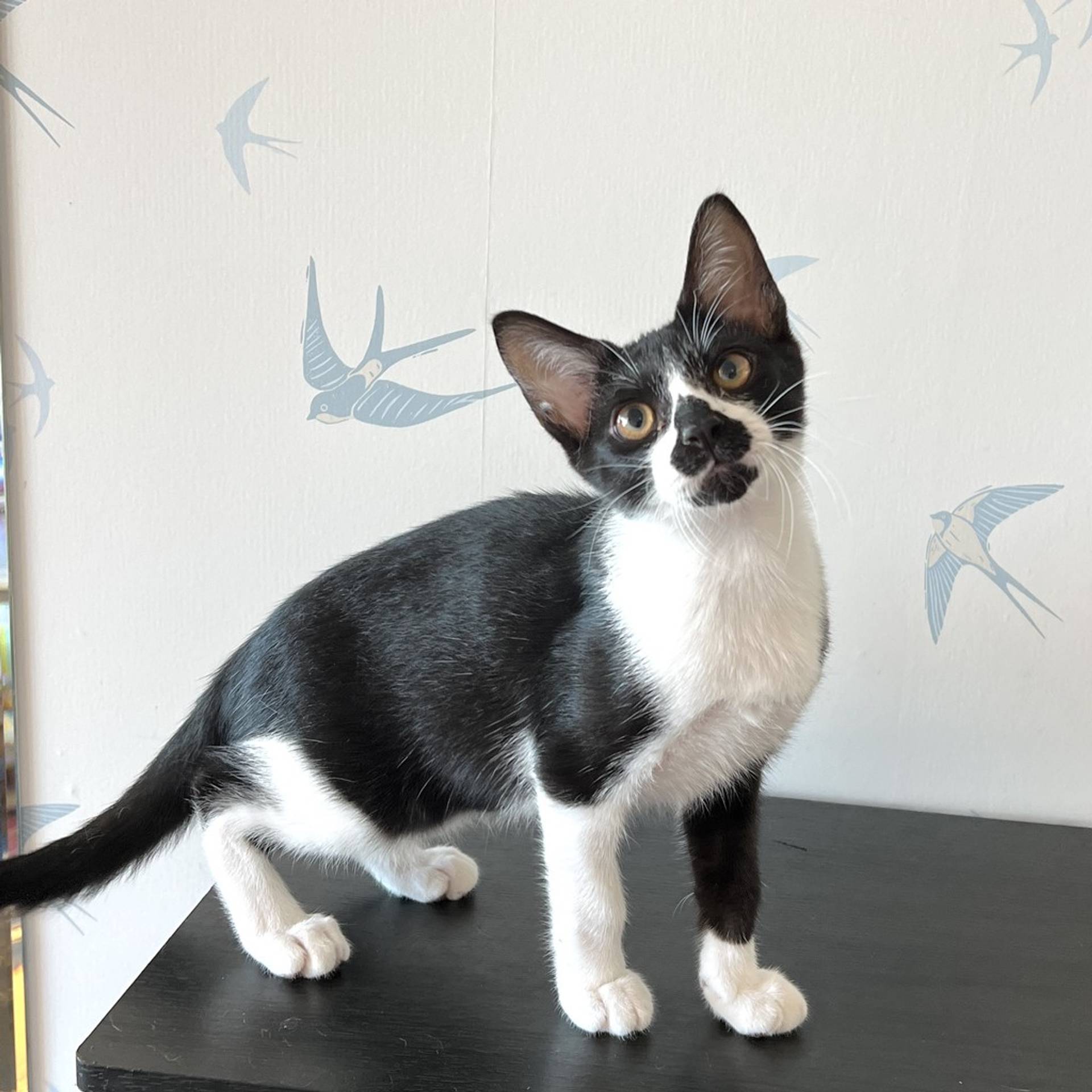 雑種（ミックス猫）・オスの里親募集の写真