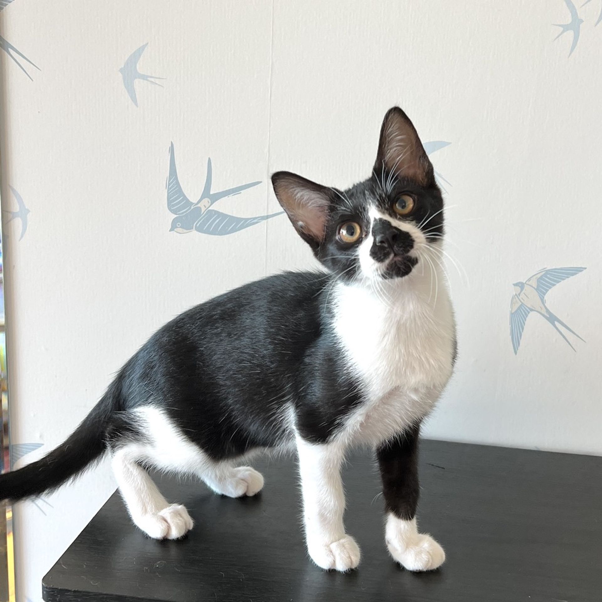 雑種（ミックス猫）・オスの里親募集の写真