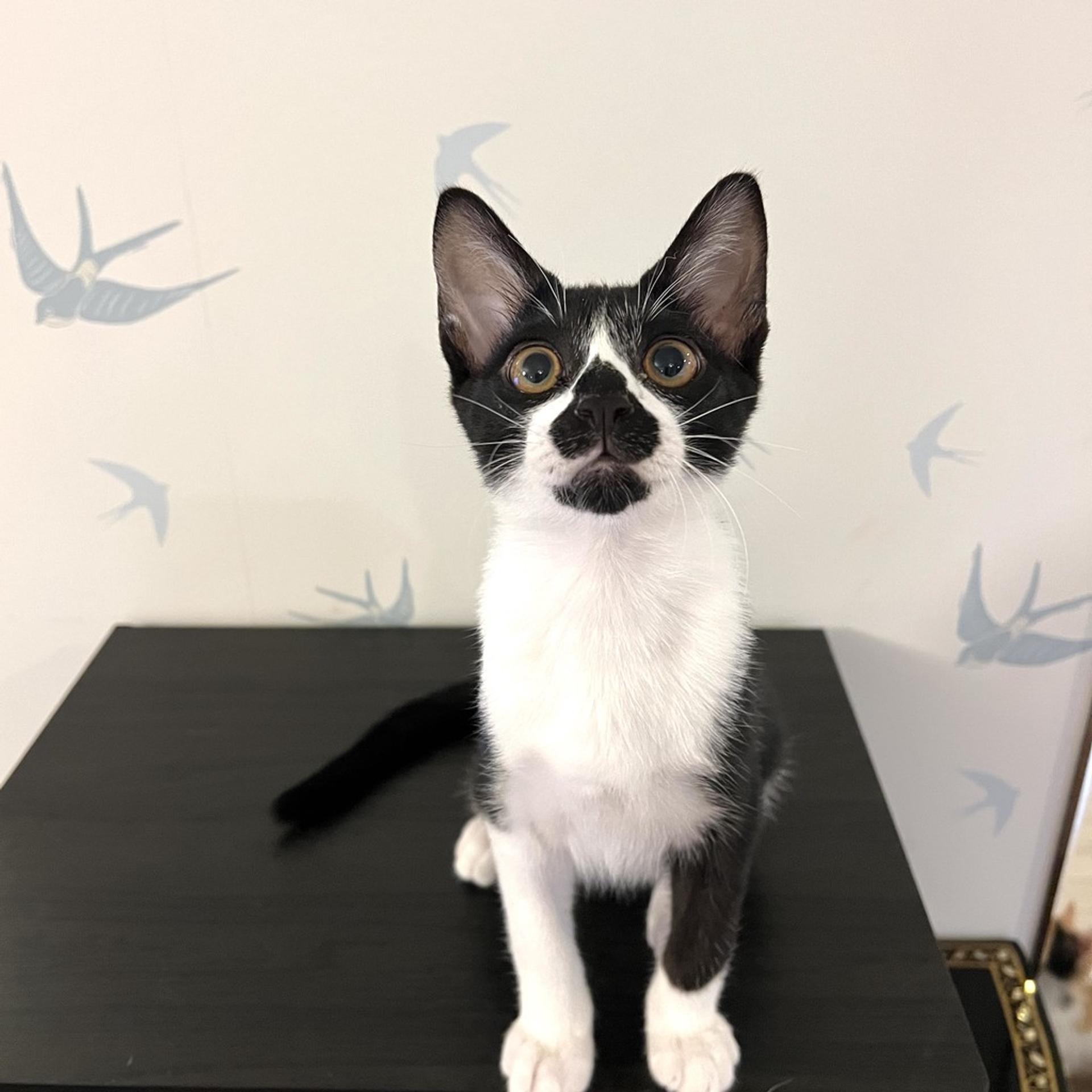 pet-image-5