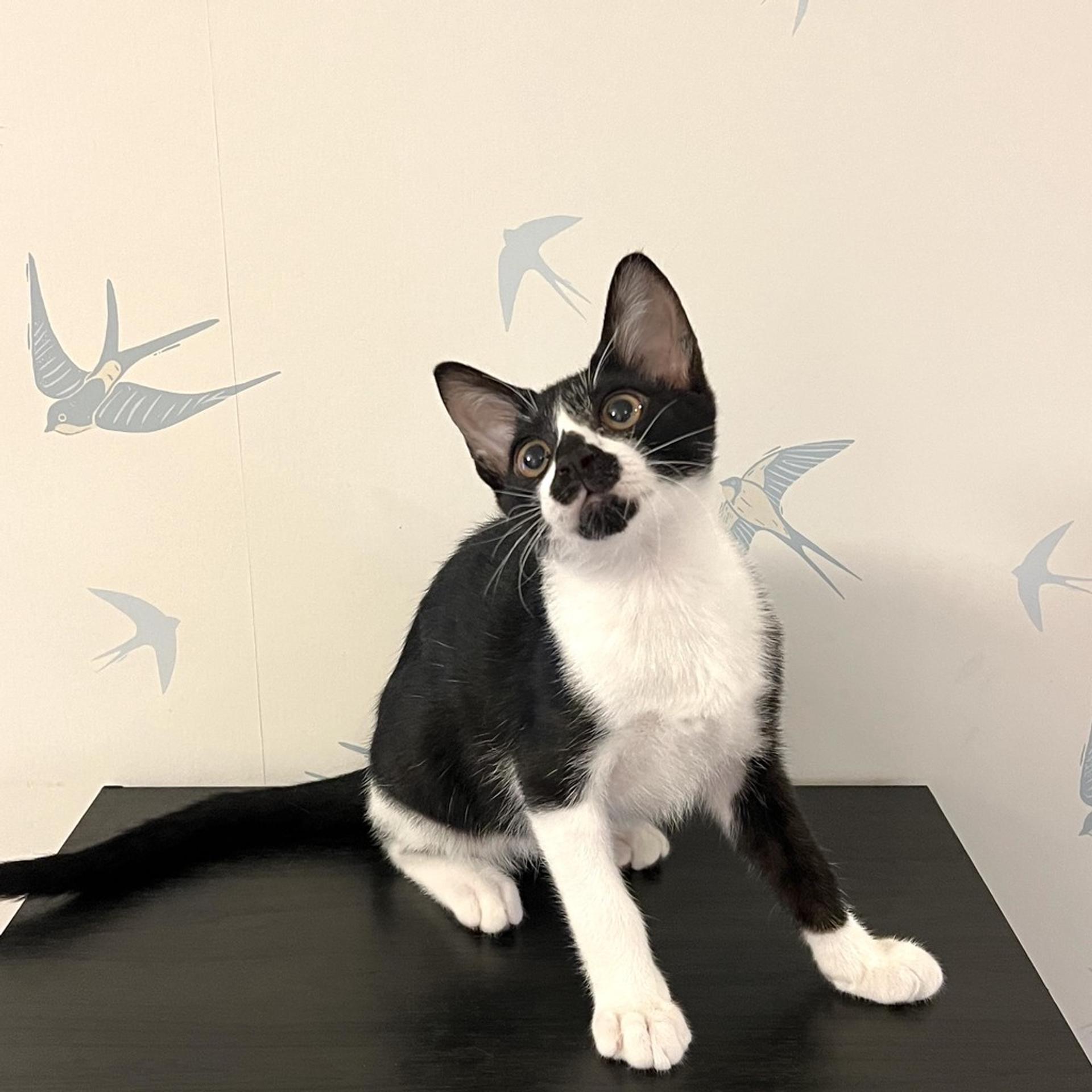 pet-image-6
