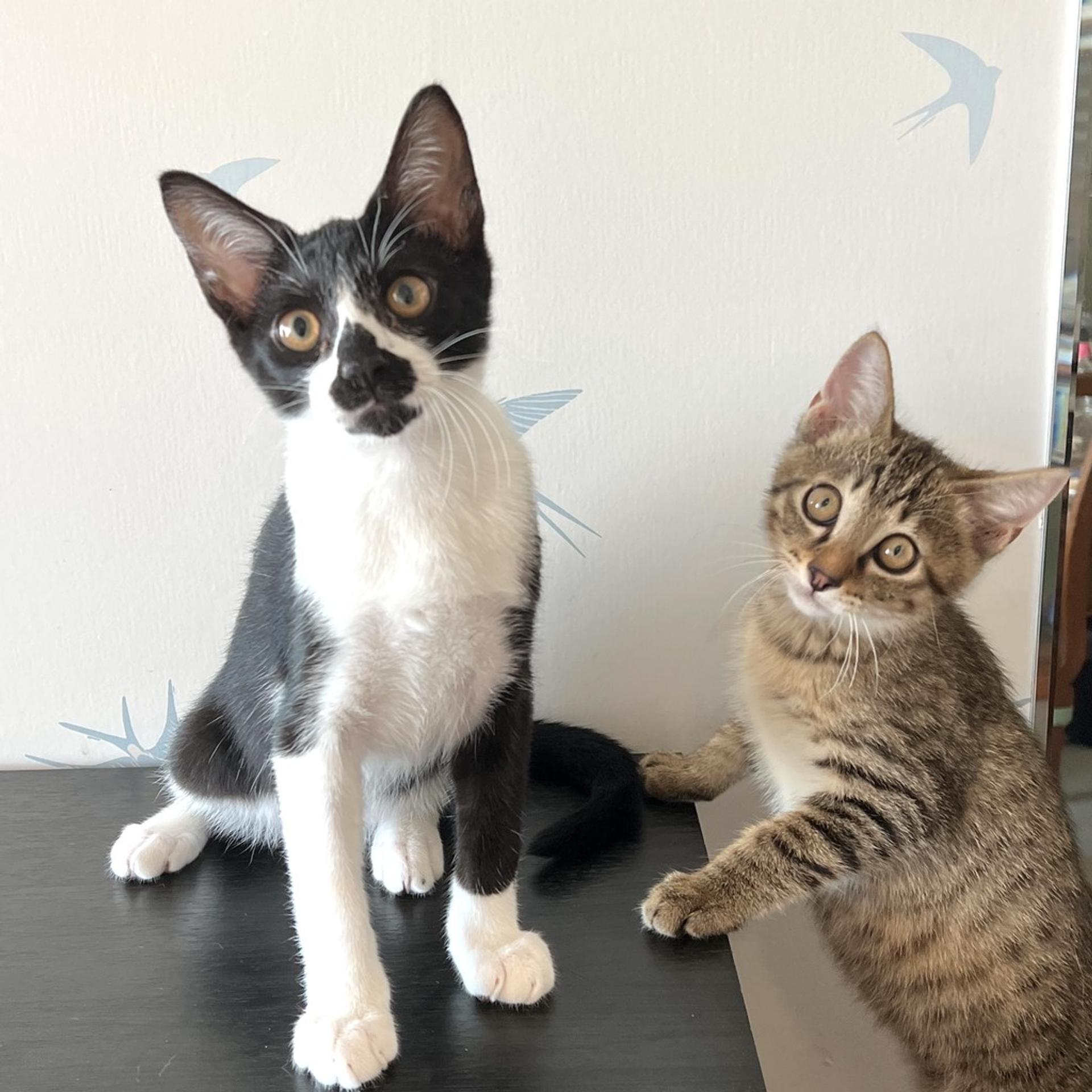 pet-image-8