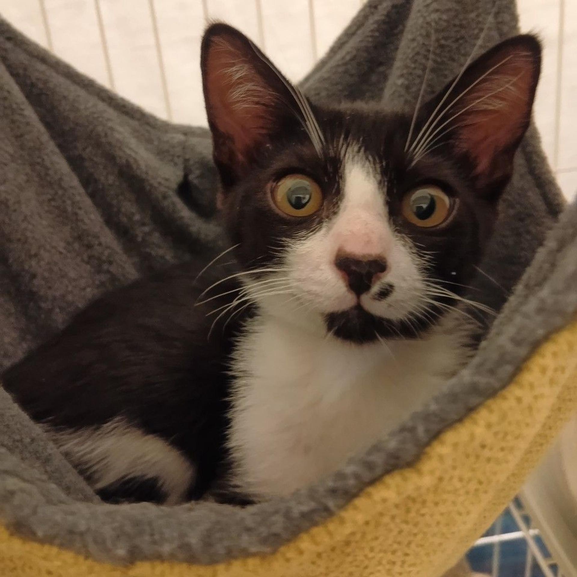 pet-image-2