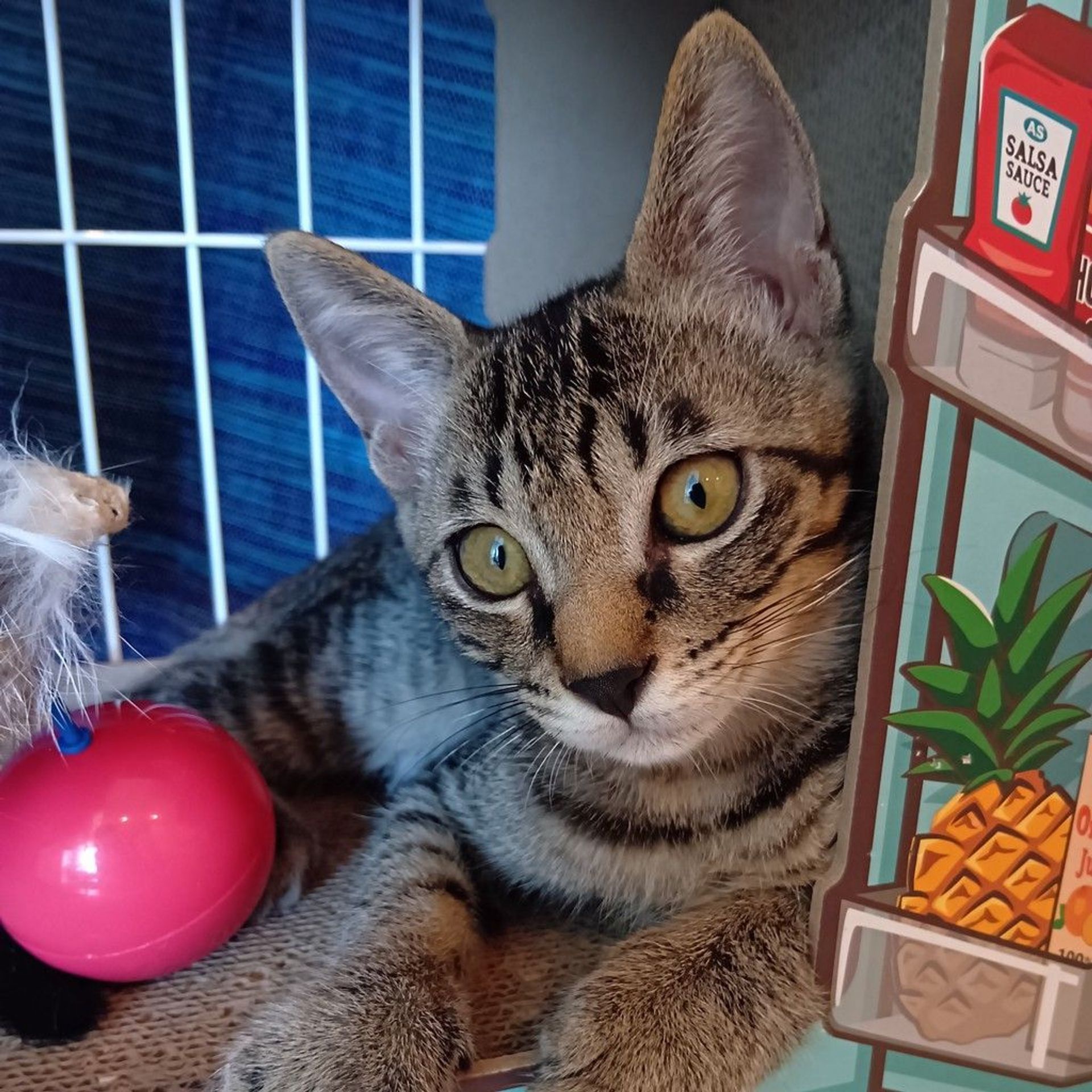 雑種（ミックス猫）・オスの里親募集の写真
