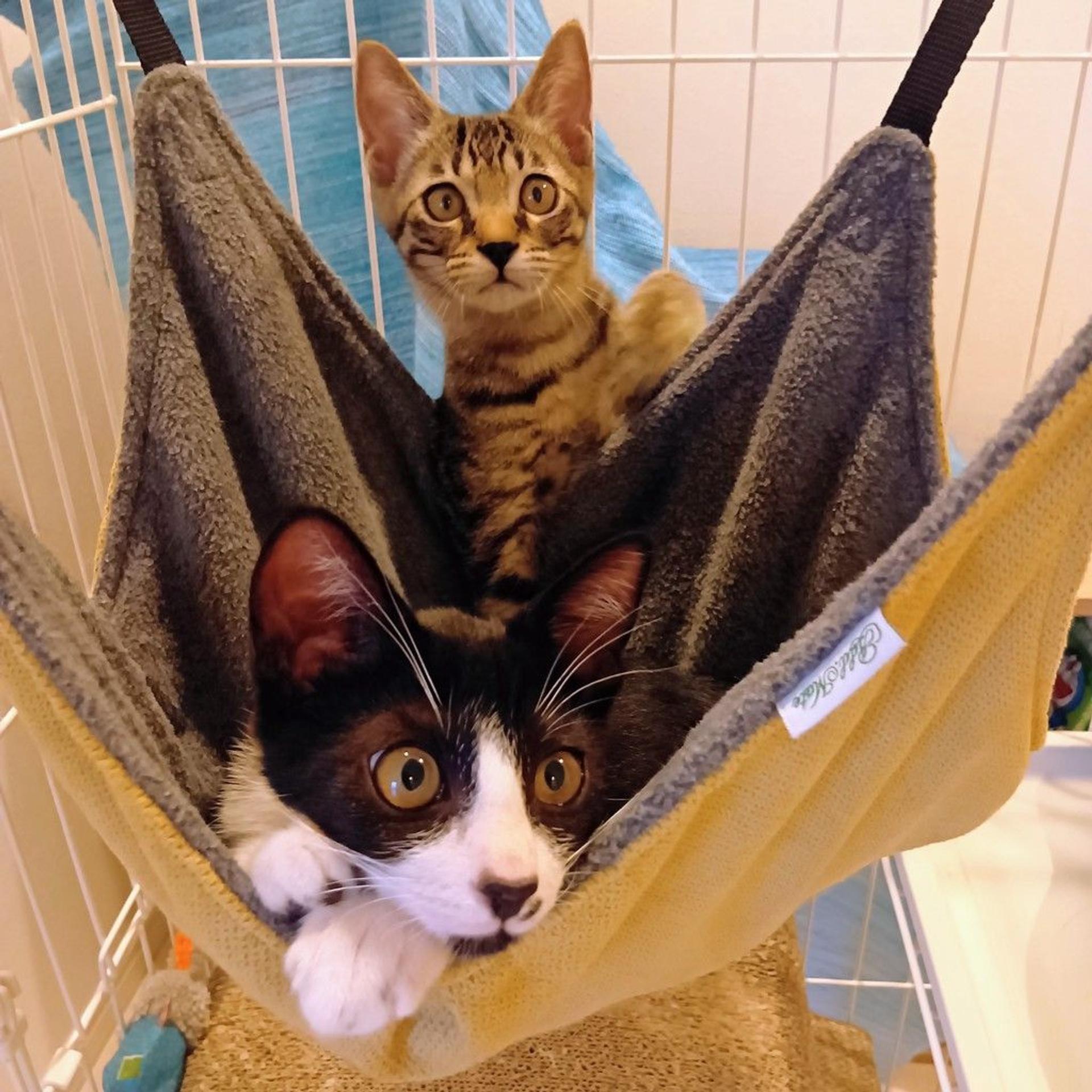 pet-image-3