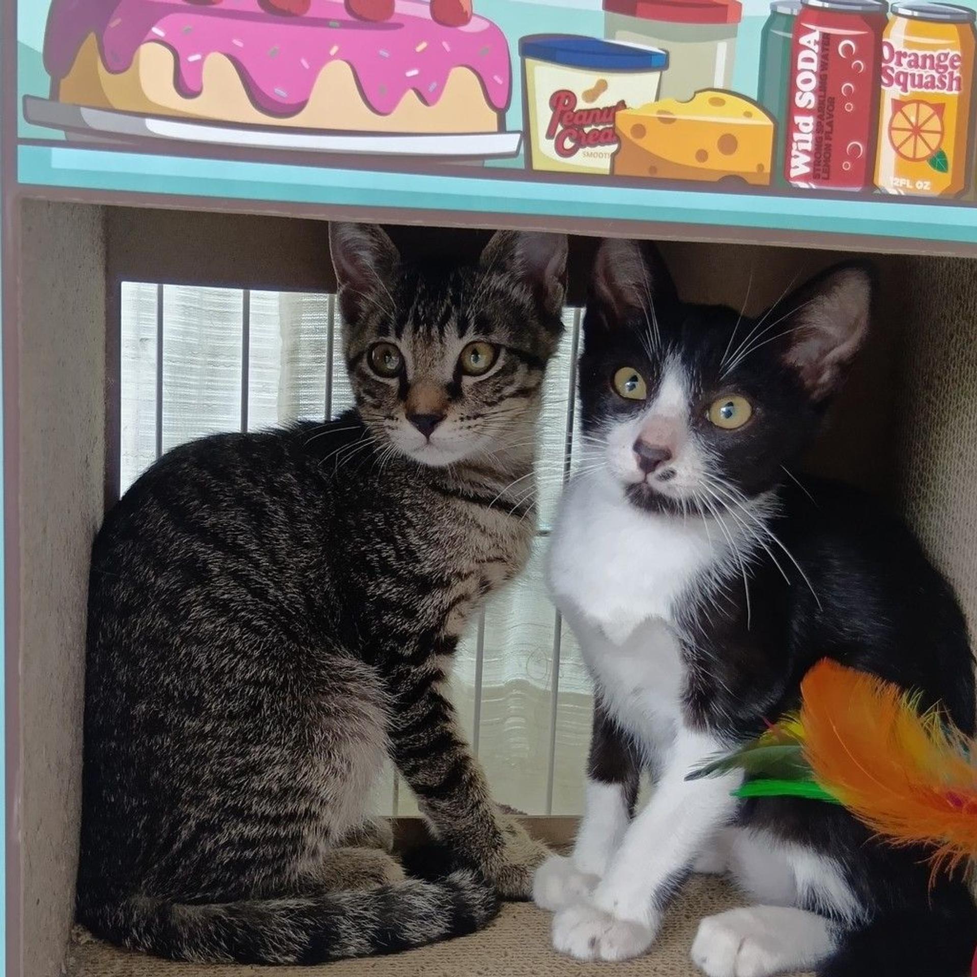 pet-image-4