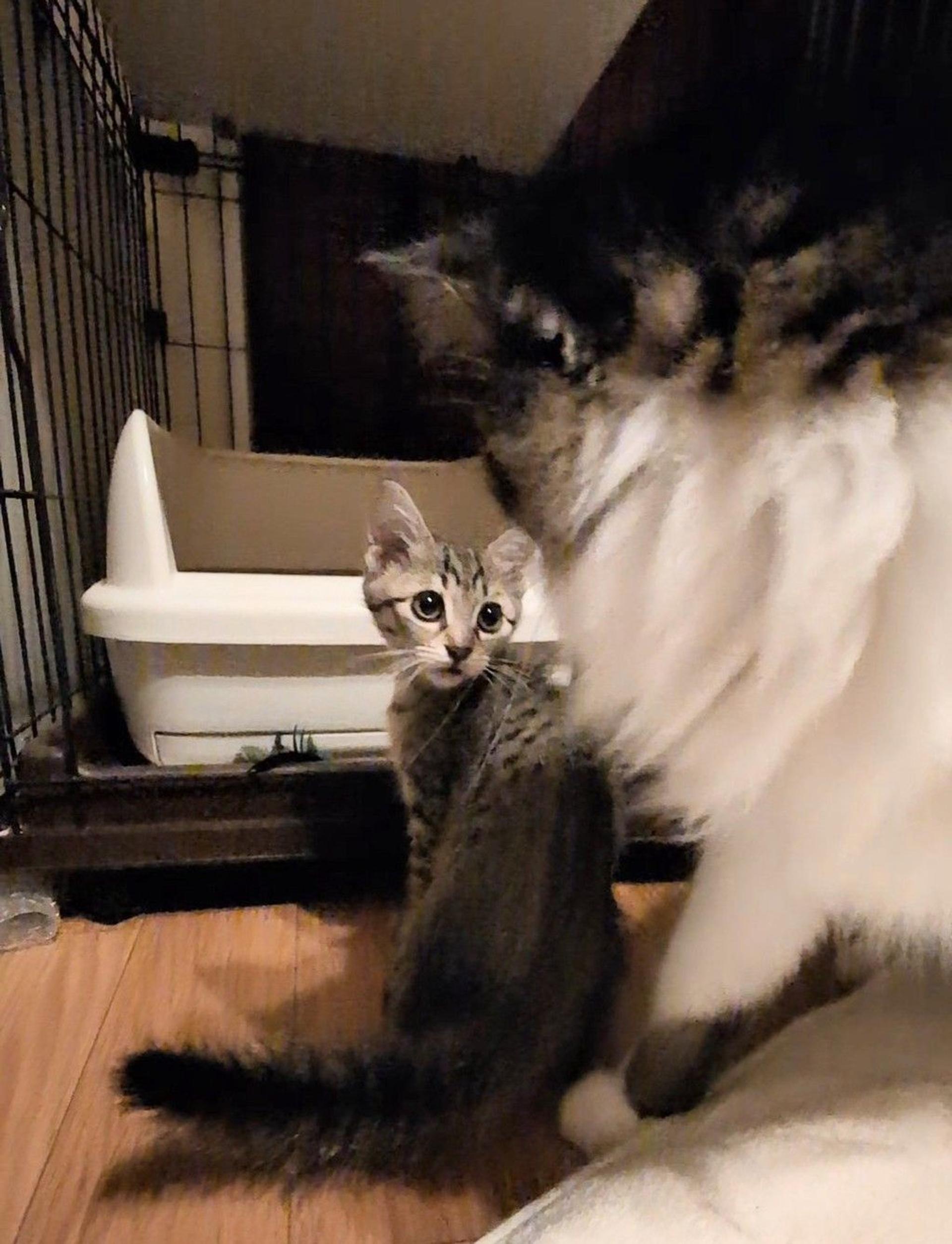 pet-image-3