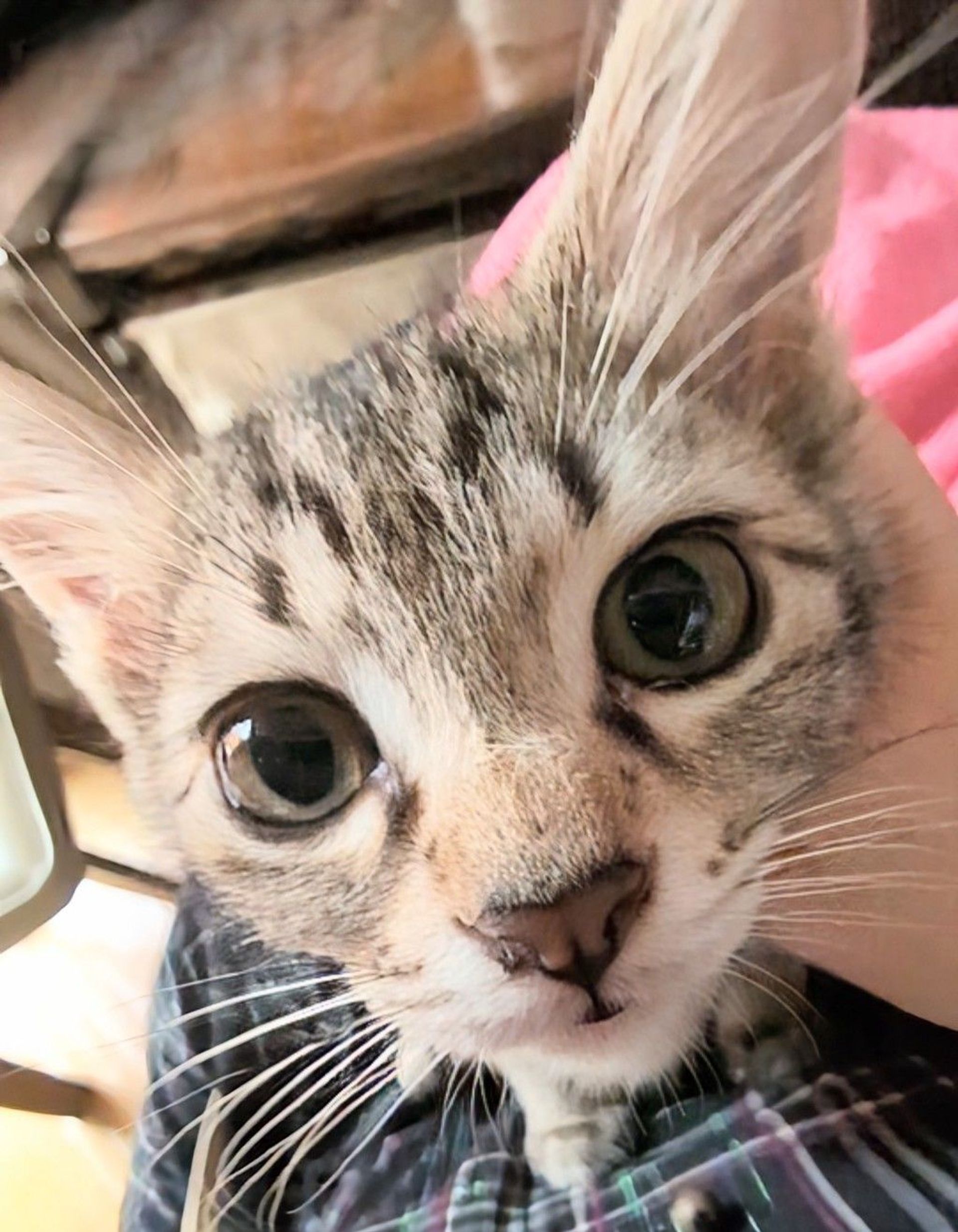 雑種（ミックス猫）・メスの里親募集の写真