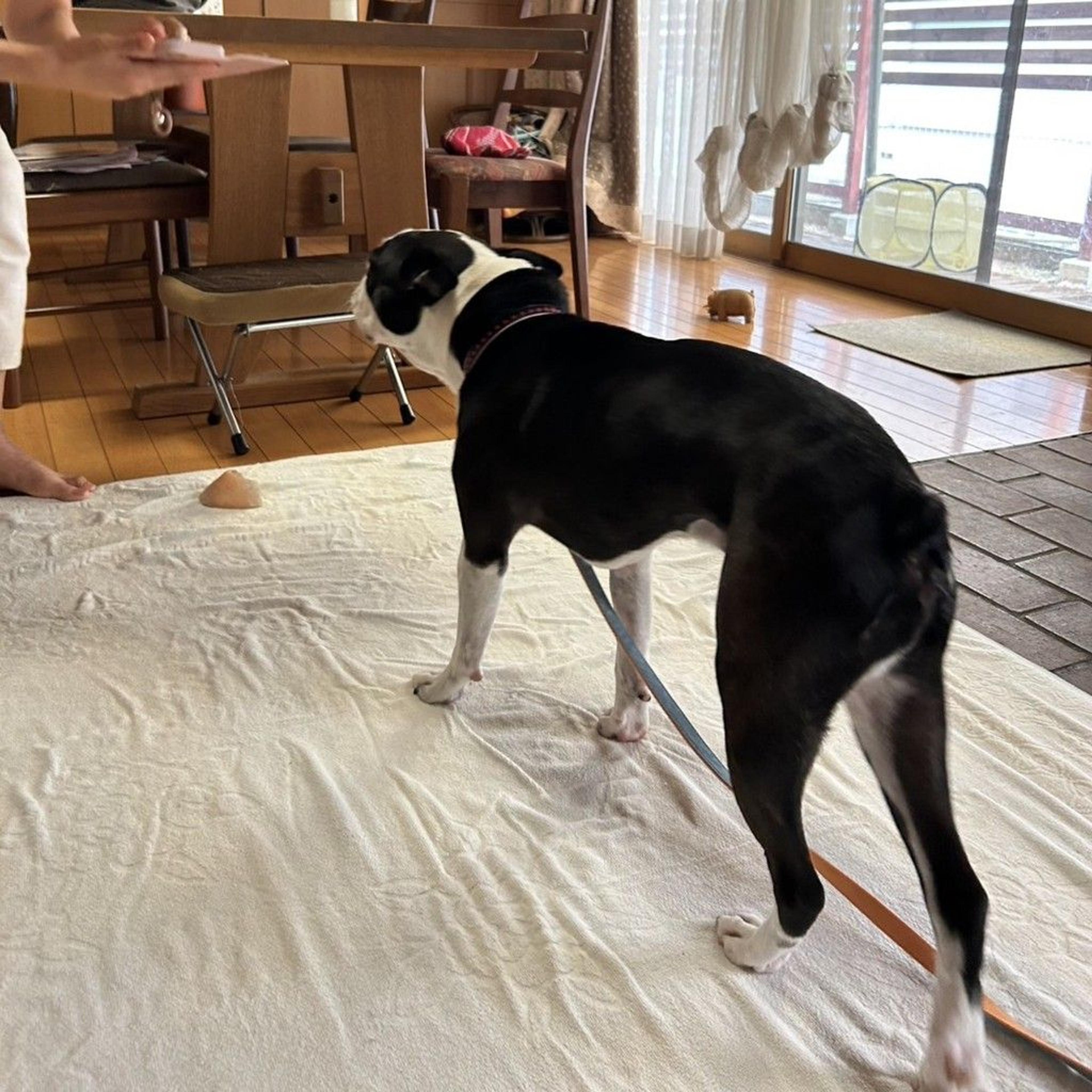 pet-image-6