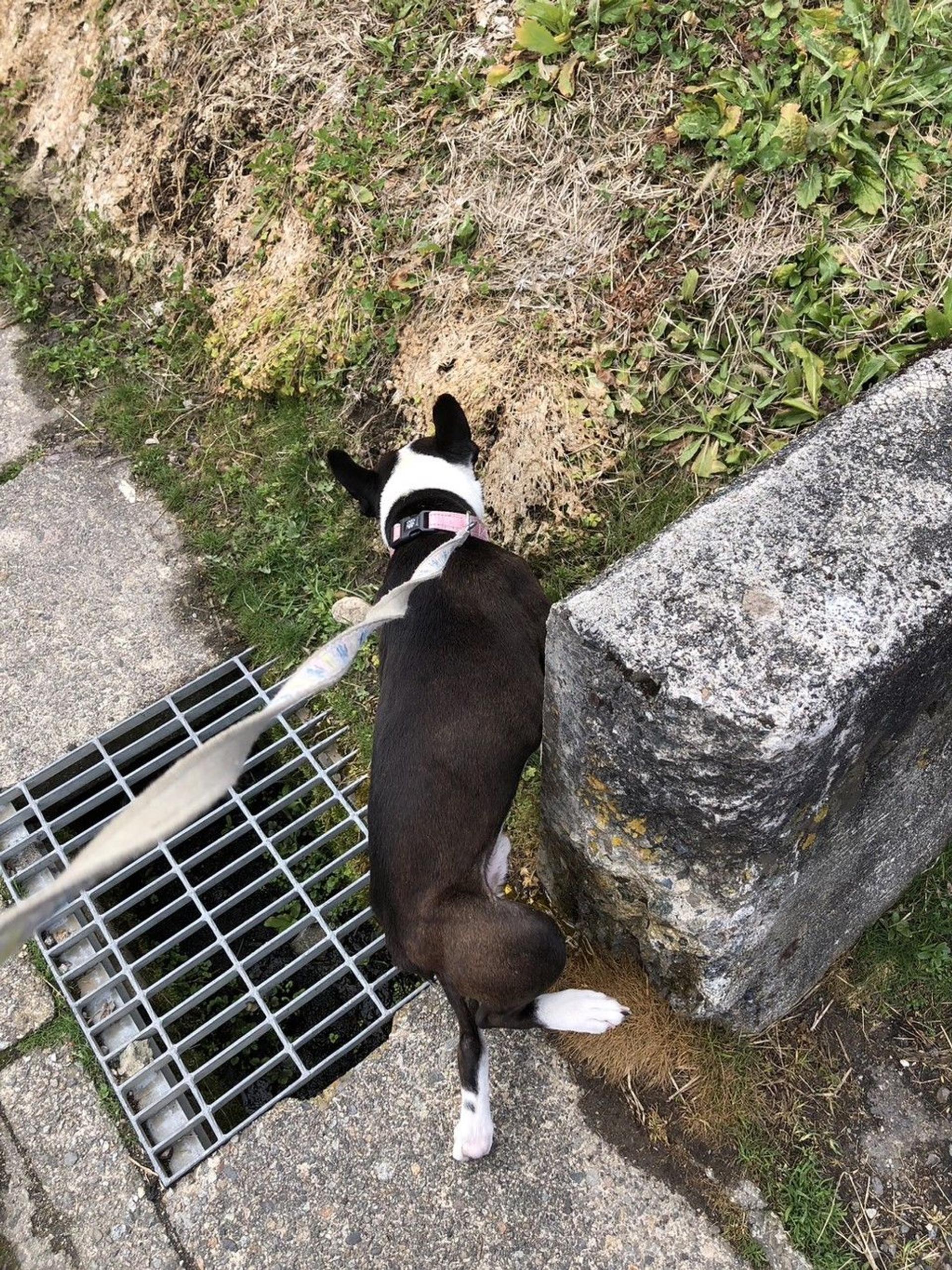 pet-image-4