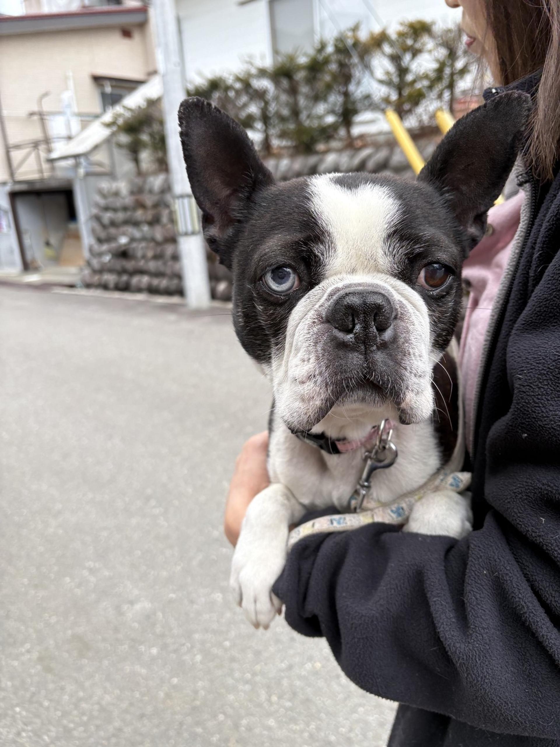 pet-image-10