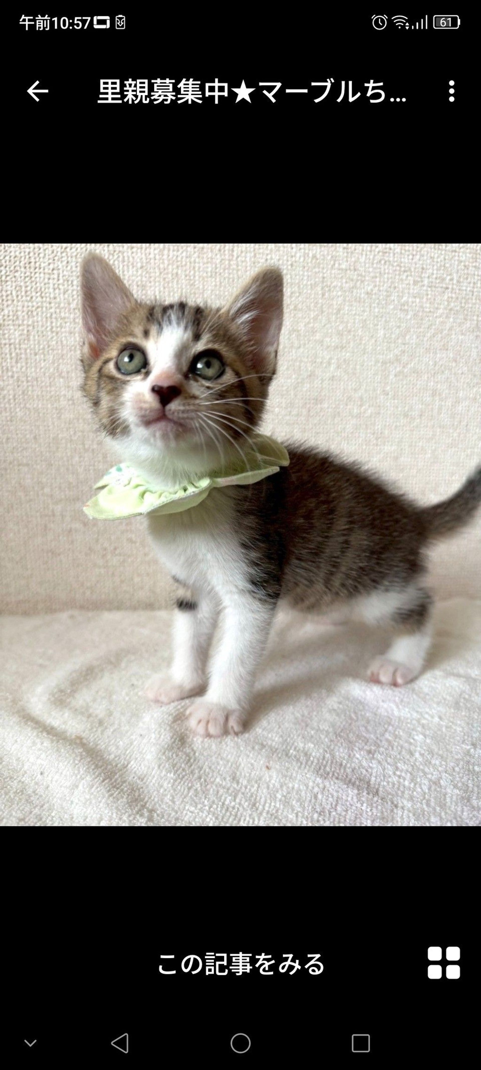雑種（ミックス猫）・メスの里親募集の写真