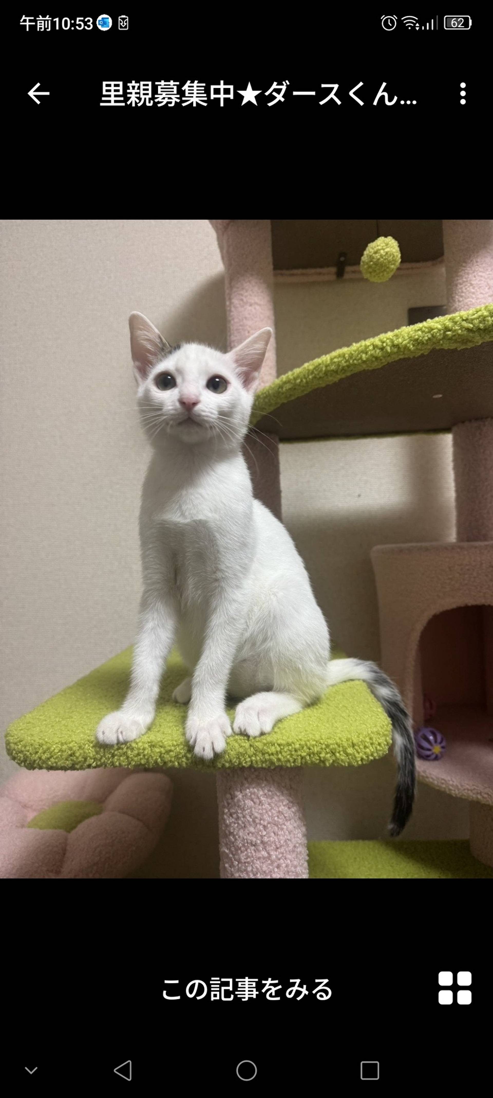 雑種（ミックス猫）・オスの里親募集の写真