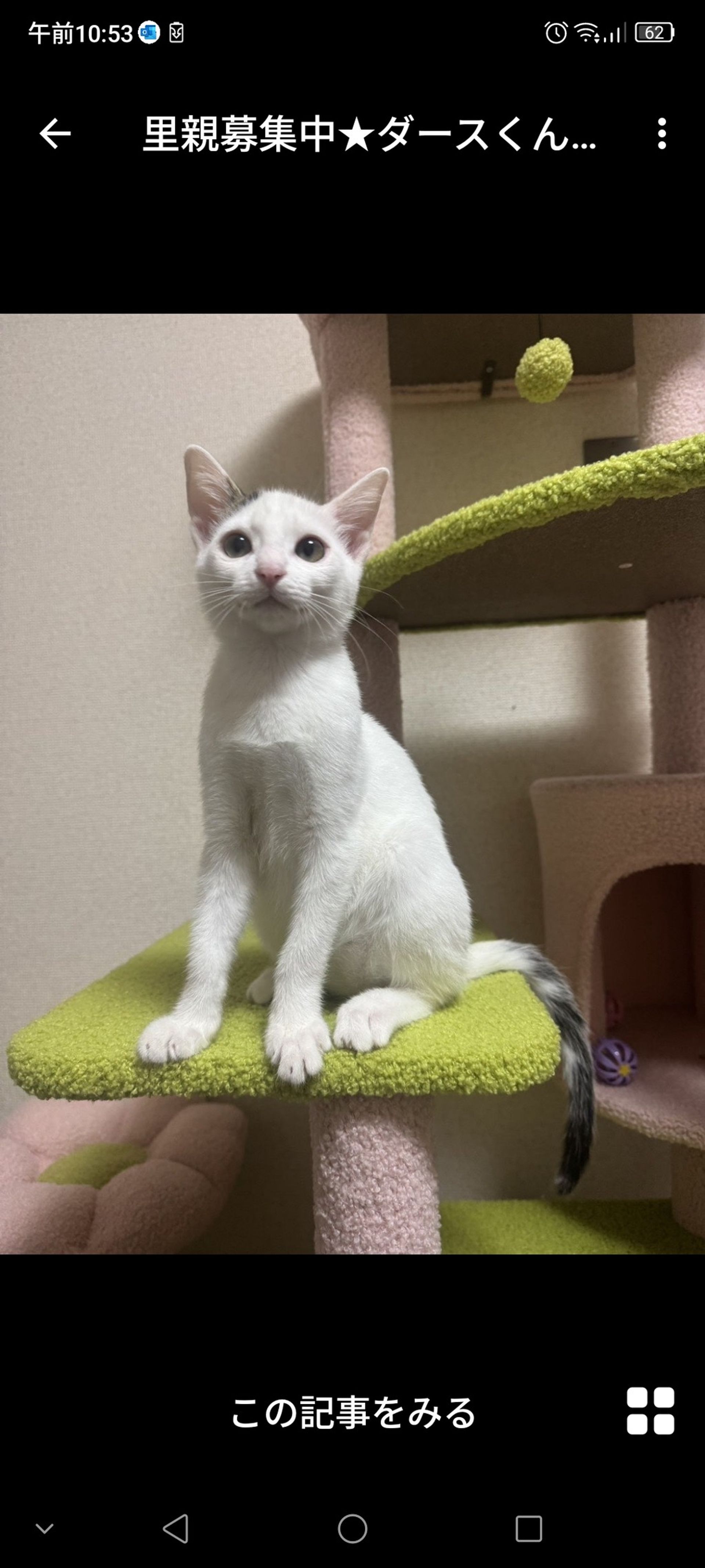 雑種（ミックス猫）・オスの里親募集の写真