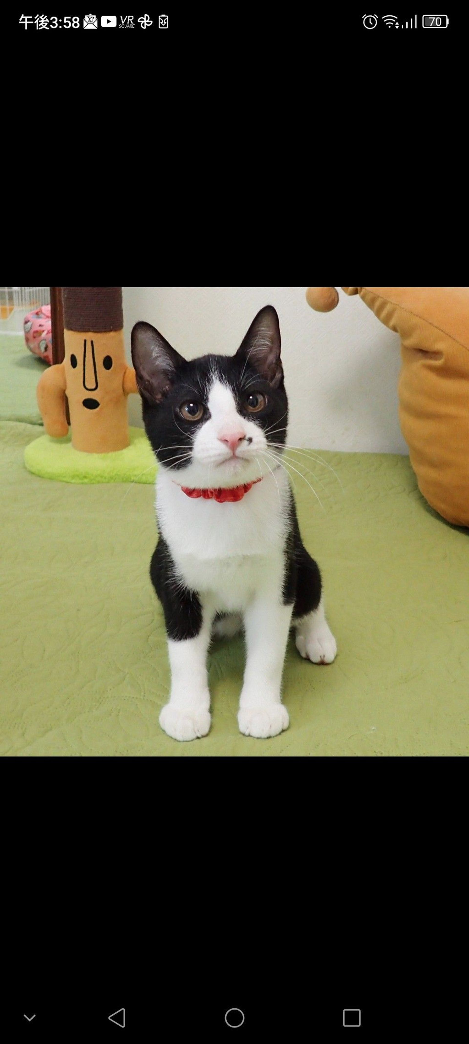 雑種（ミックス猫）・オスの里親募集の写真