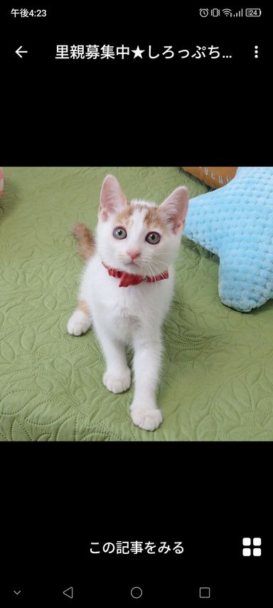 しろっぷちゃん