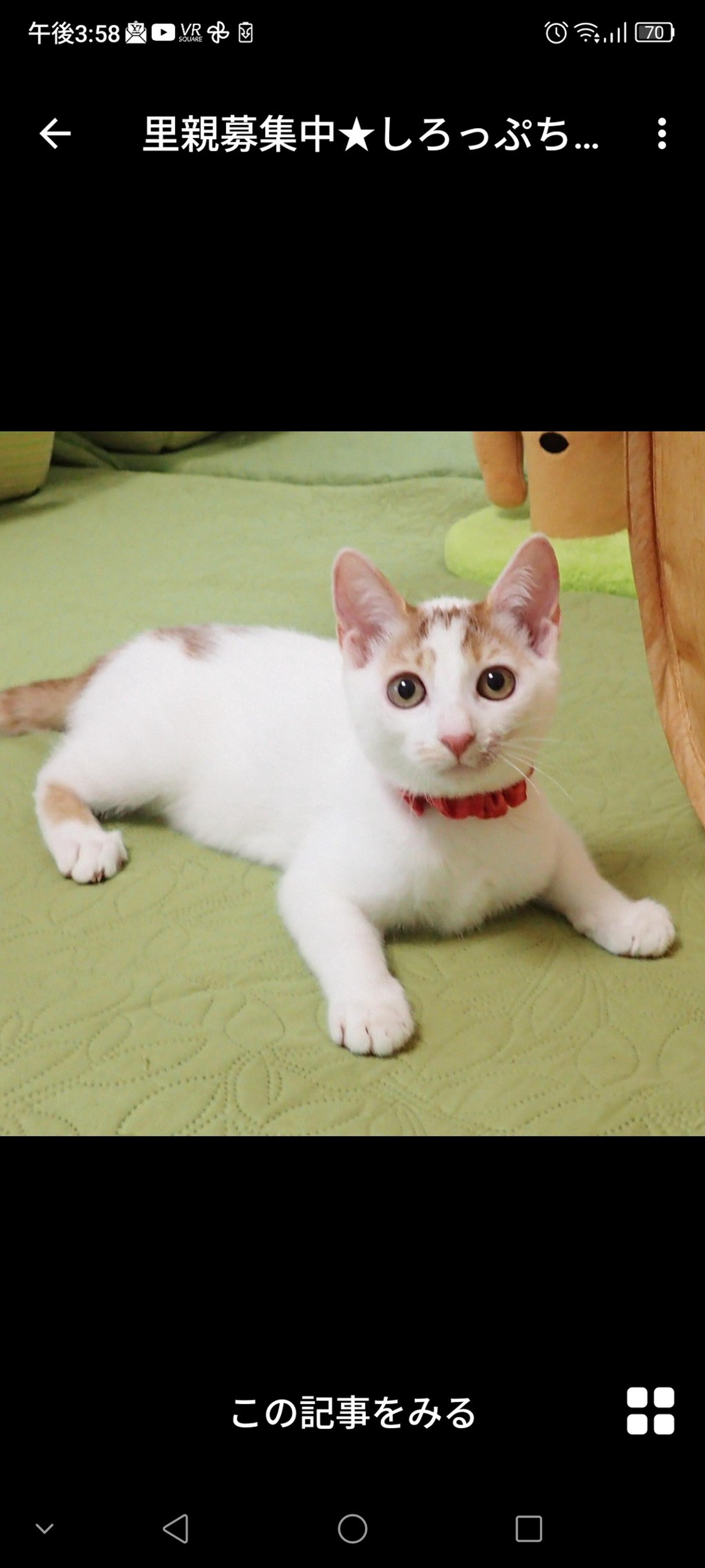 pet-image-2