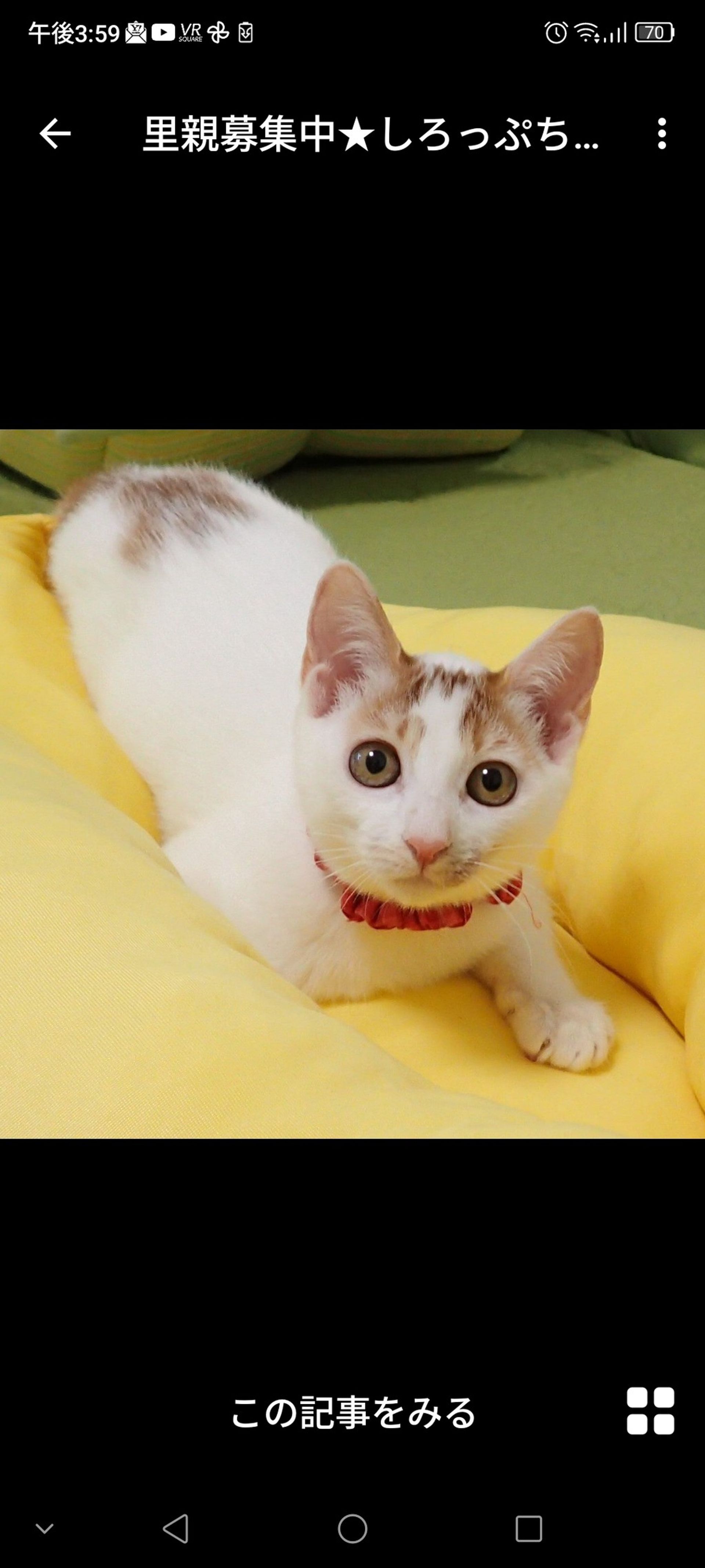 雑種（ミックス猫）・メスの里親募集の写真