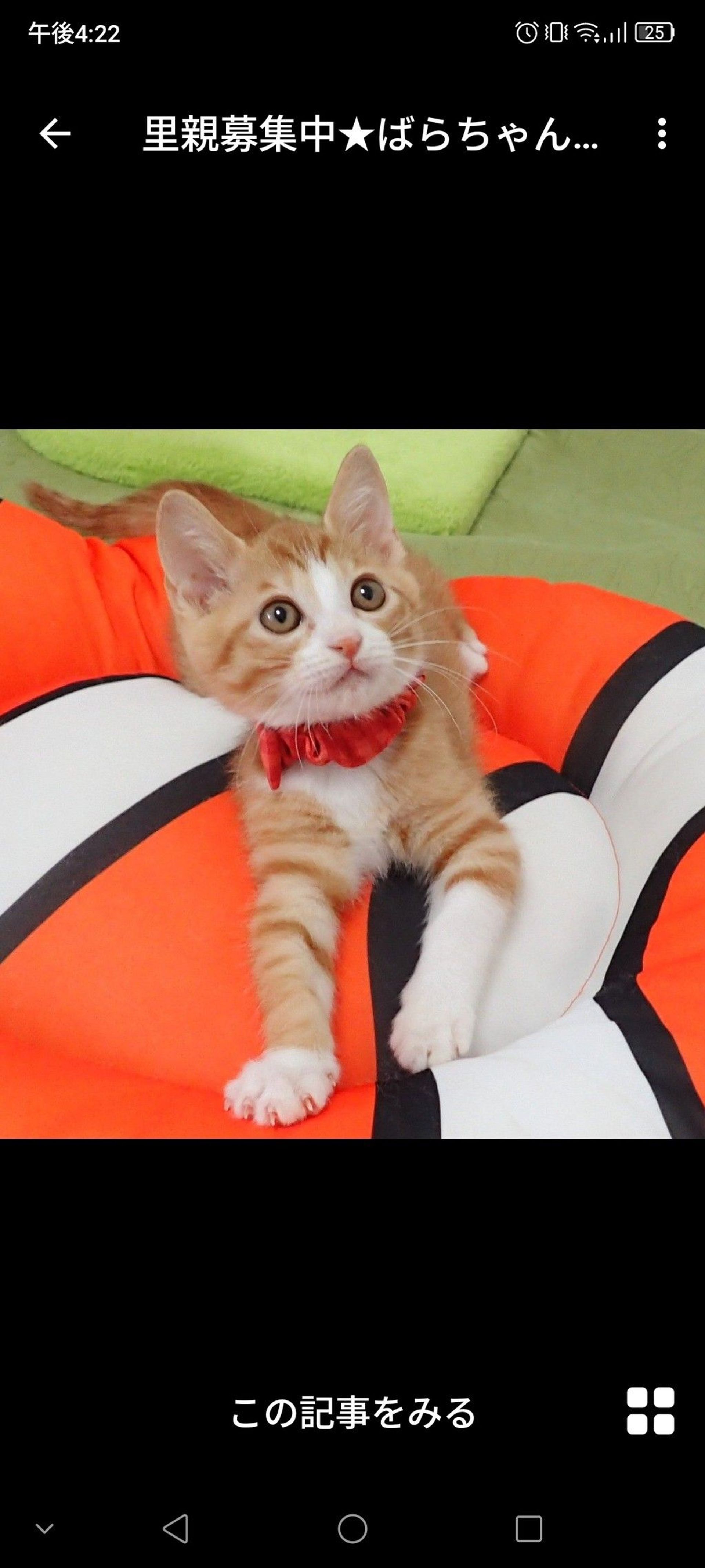 雑種（ミックス猫）・メスの里親募集の写真